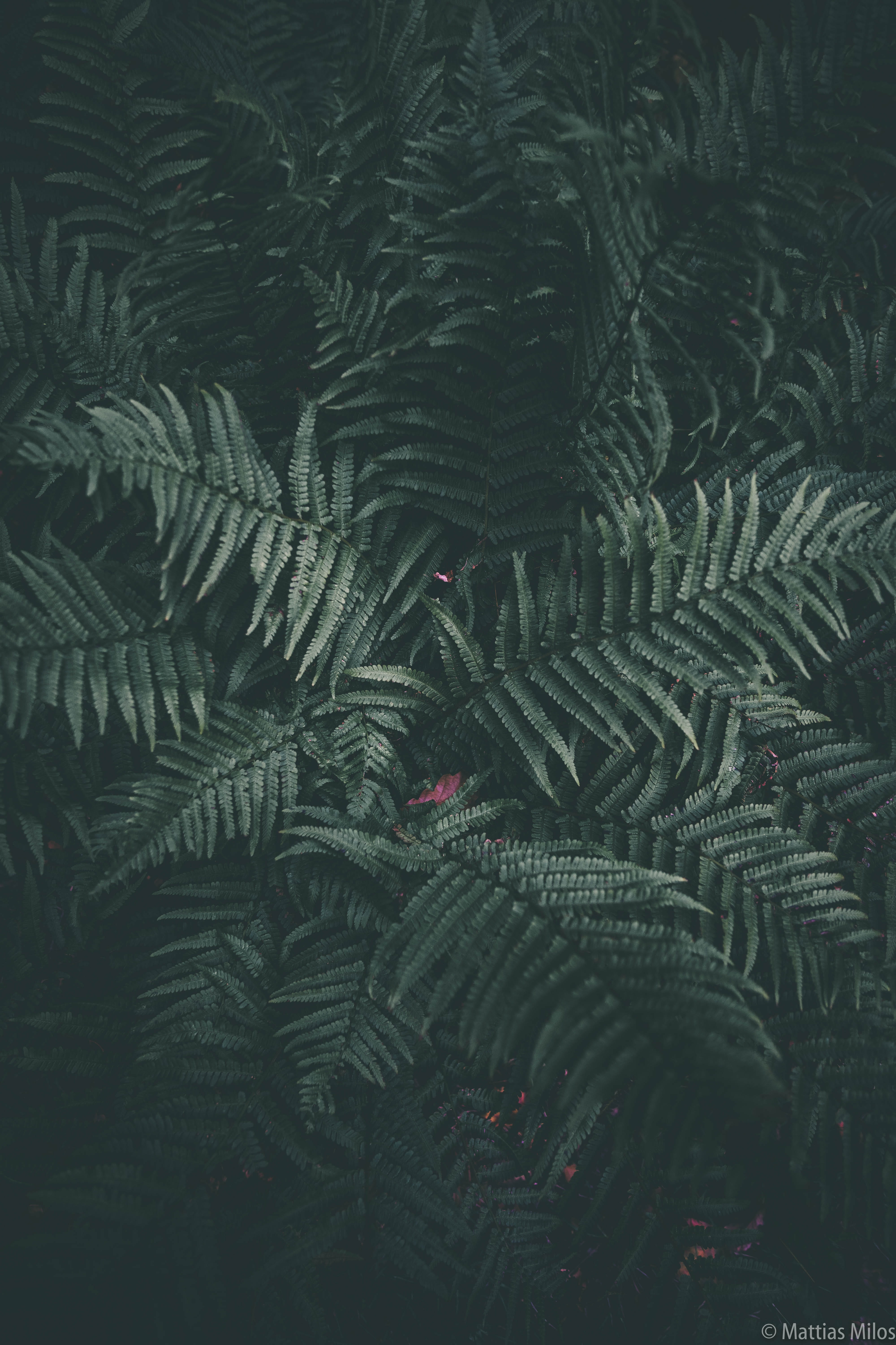 photography, garden, focus, outdoors, leafe, fall, full frame, plant part, green, leaf, foliage, plant, lush foliage, nature, leaves, forest, tree, land, Phone HD Wallpaper