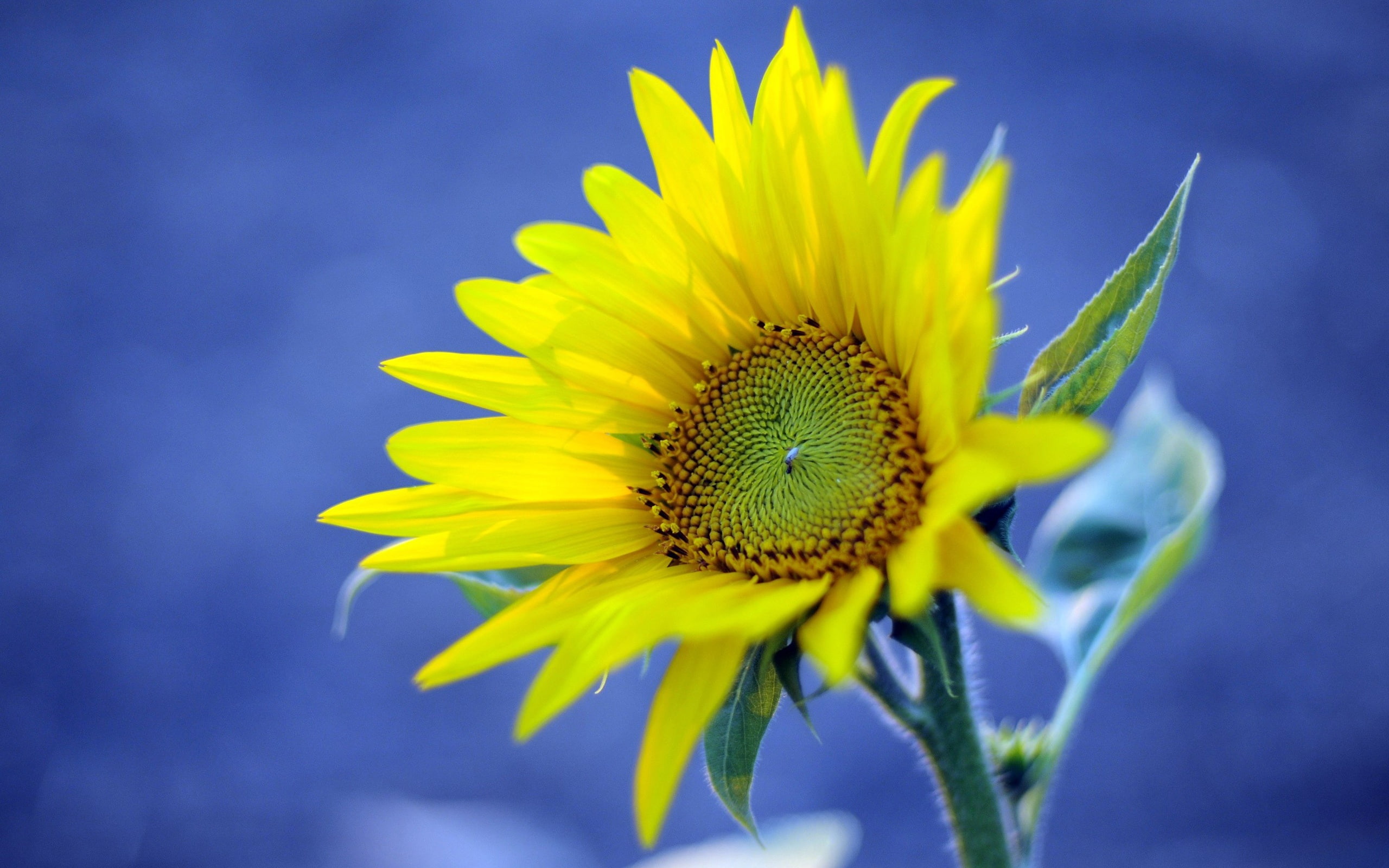 Blue, Sunflower, 2K, Yellow, Background, HD Wallpaper