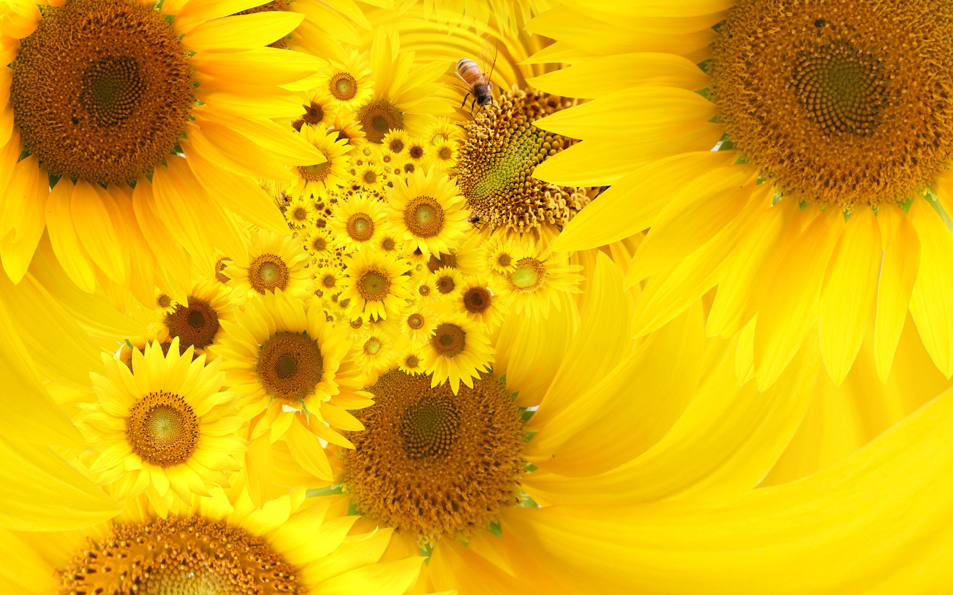 1080P, yellow, flowers, sunflowers, hd, HD Wallpaper