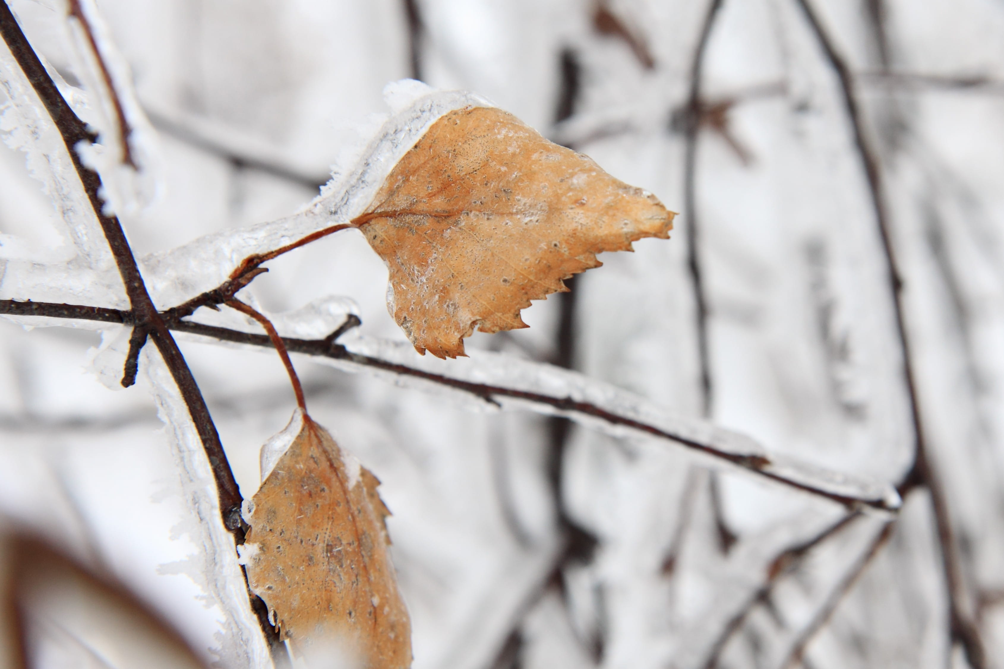 dry, day, white, stick - plant part, Brown, cold - Temperature, Branch, autumn, Cold, Birch, twig, focus on foreground, backgrounds, leaf, change, Frost, HD Wallpaper