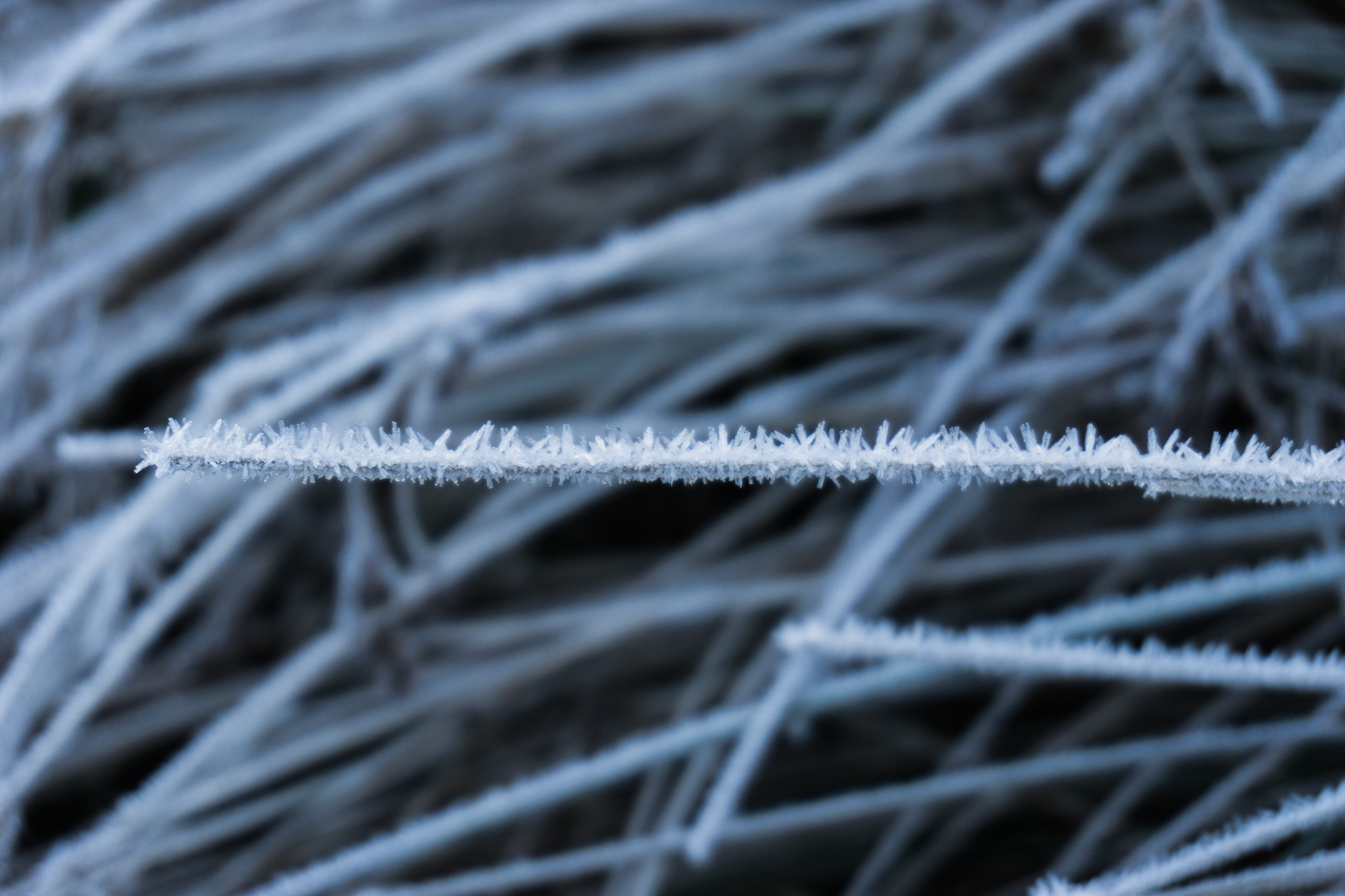 backgrounds, icy, 5K, connection, meadow, fruit, winter time, focus on foreground, iced, tree, Frost, winter dream, frozen, flexibility, pattern, white color, HD Wallpaper