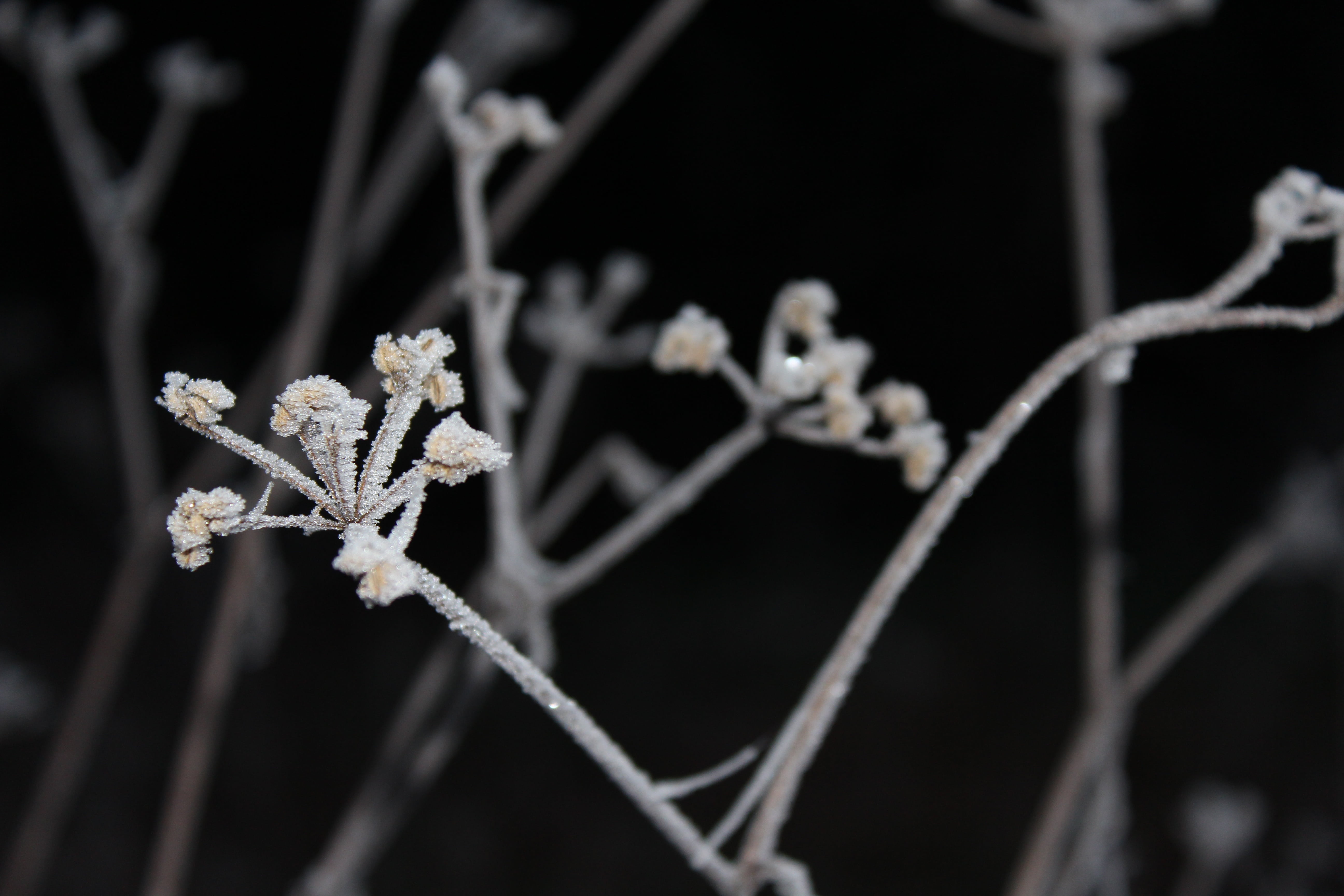 podlasie, snowflake, frozen leaf, frost, foliage, beauty, white, focus on foreground, the background, chill, field, outdoors, morning, close-up, plant, HD Wallpaper