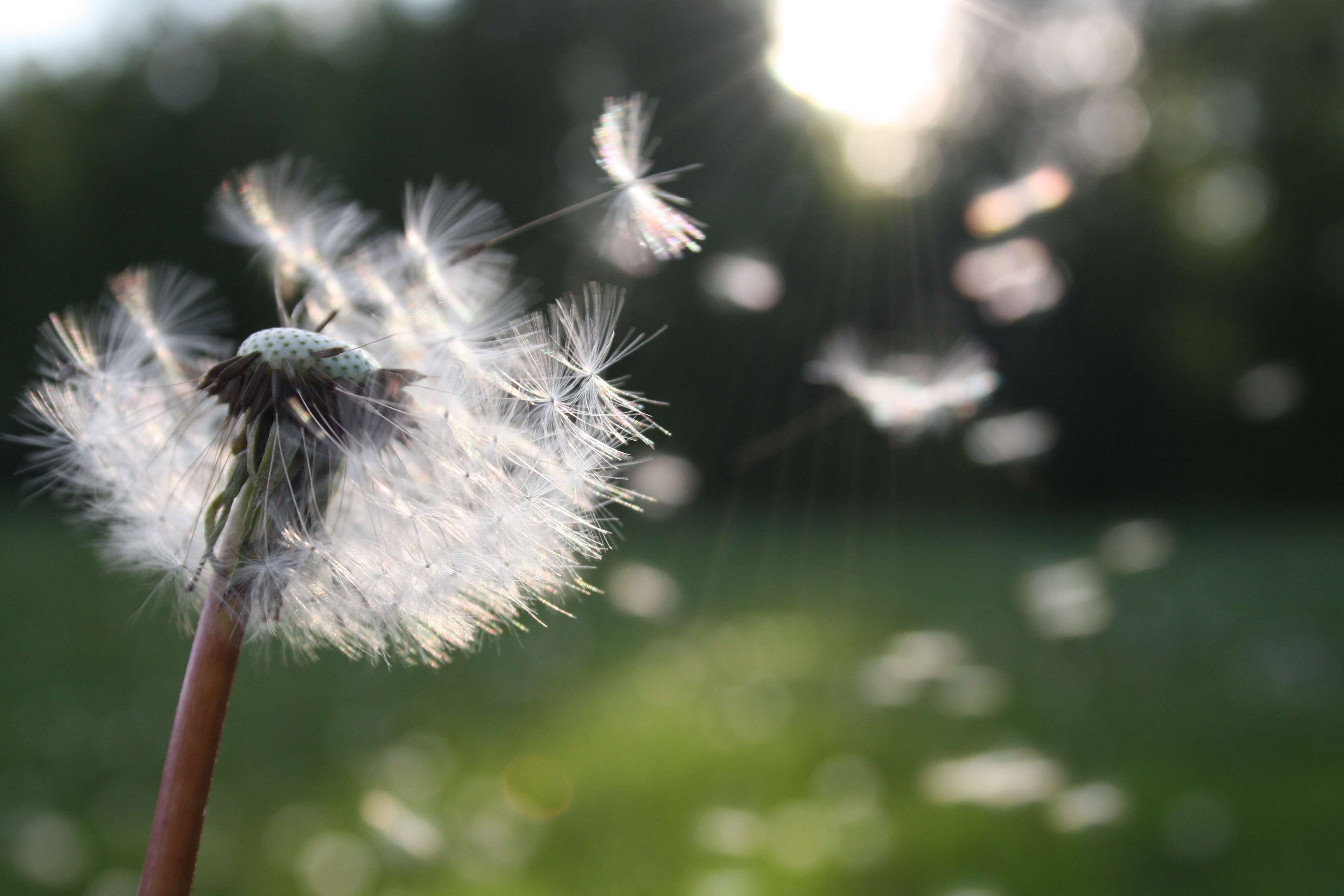 beauty in nature, softness, blowball, close-up, fresh, plant stem, growth, vulnerability, outdoors, freshness, inflorescence, dandelion, seed, plant, flowering plant, HD Wallpaper