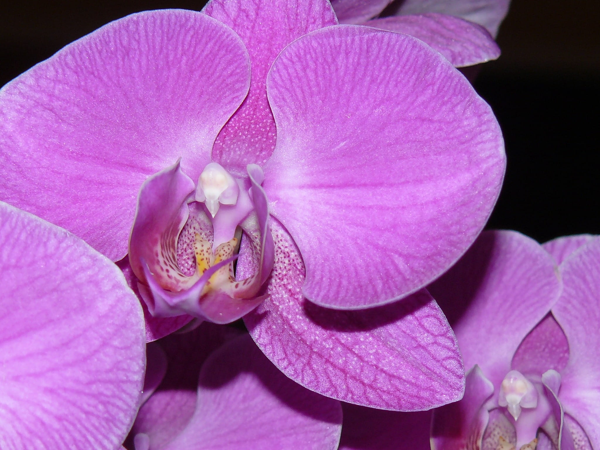 beauty In Nature, Petal, focus on foreground, close-up, fragility, exotic, aroma, botany, bud, flowering plant, fragrance, moth Orchid, pollen, fragrant, HD Wallpaper