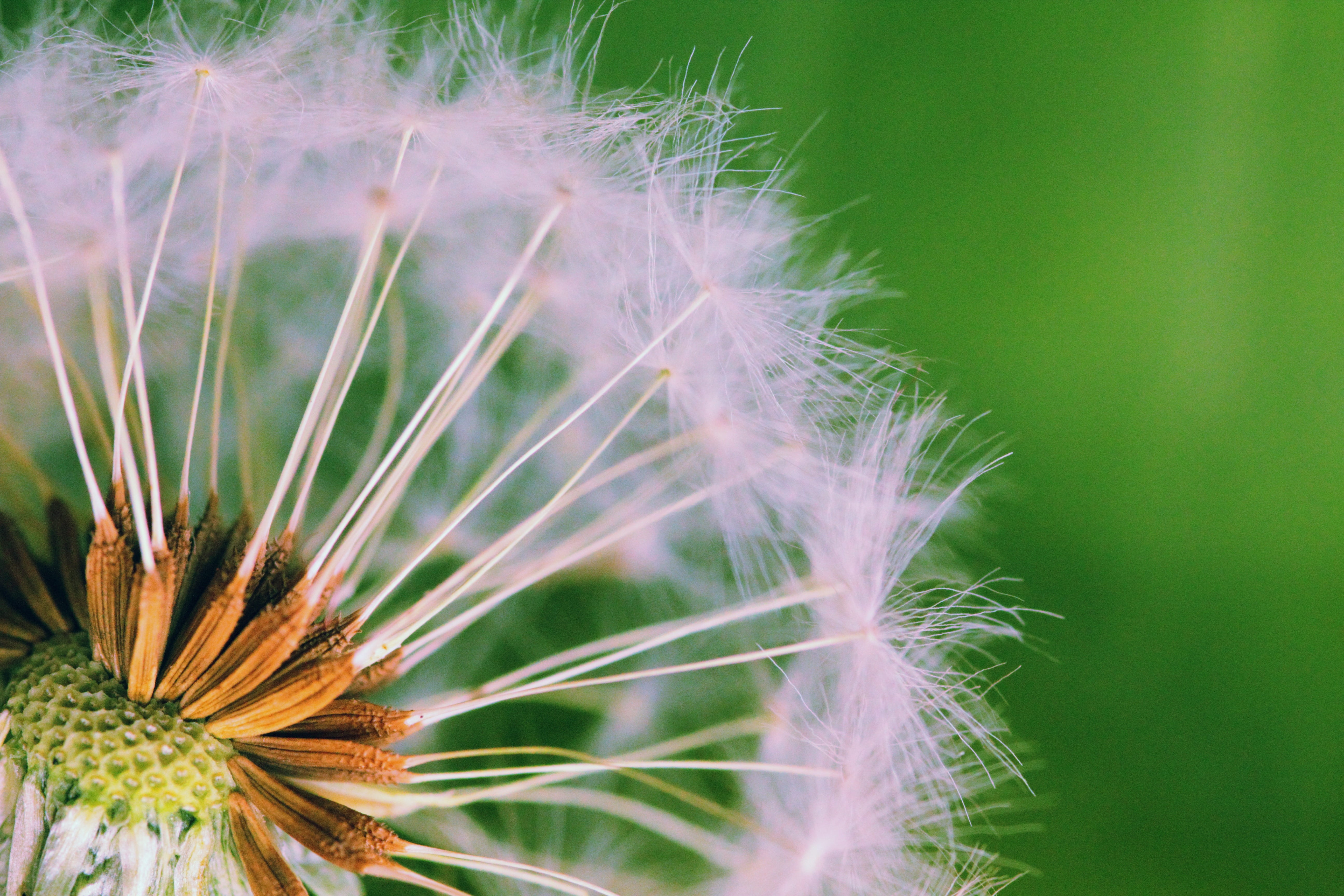 growth, plants, field, vulnerability, beauty in nature, softness, freshness, detail, flowering plant, no people, 5K, weeds, dandelion seed, close-up, outdoors, HD Wallpaper