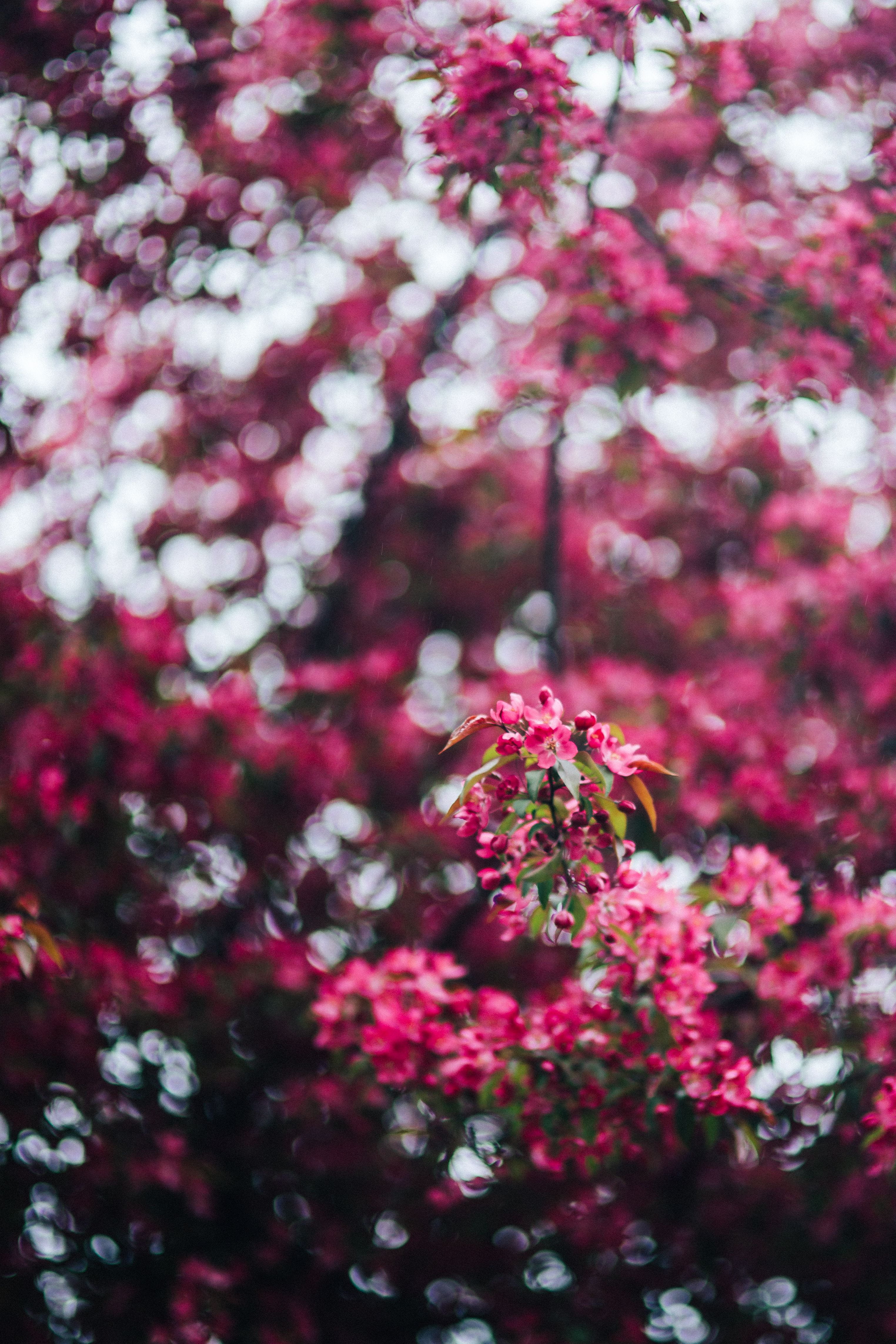 season, flowering plant, selective focus, flowers, backgrounds, growth, blossom, flower head, focus on foreground, branch, leaf, defocused, cherry blossom, Phone HD Wallpaper