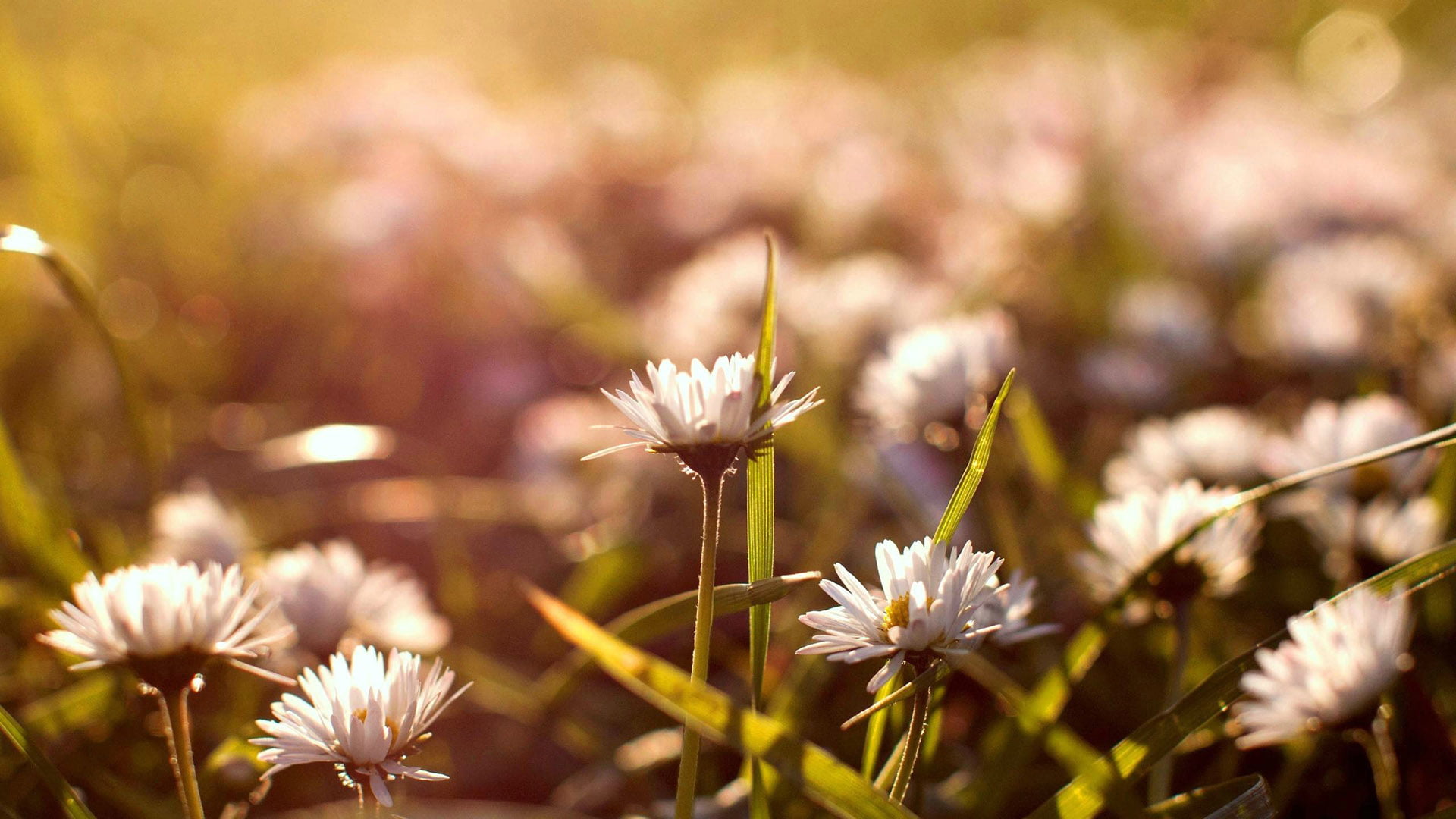 natural, bouquet, spring, stalk, nature, beauty in nature, plain, blossom, springtime, gardening, flower, outdoor, inflorescence, color, flowering plant, HD Wallpaper