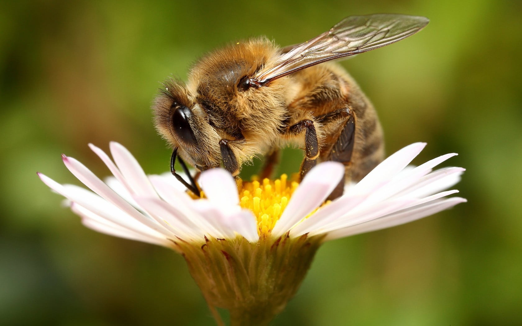 720P, pollen, plant, animal themes, plants, animals in the wild, animal wildlife, beauty in nature, no people, bee, fragility, invertebrate, nature, flowers, HD Wallpaper