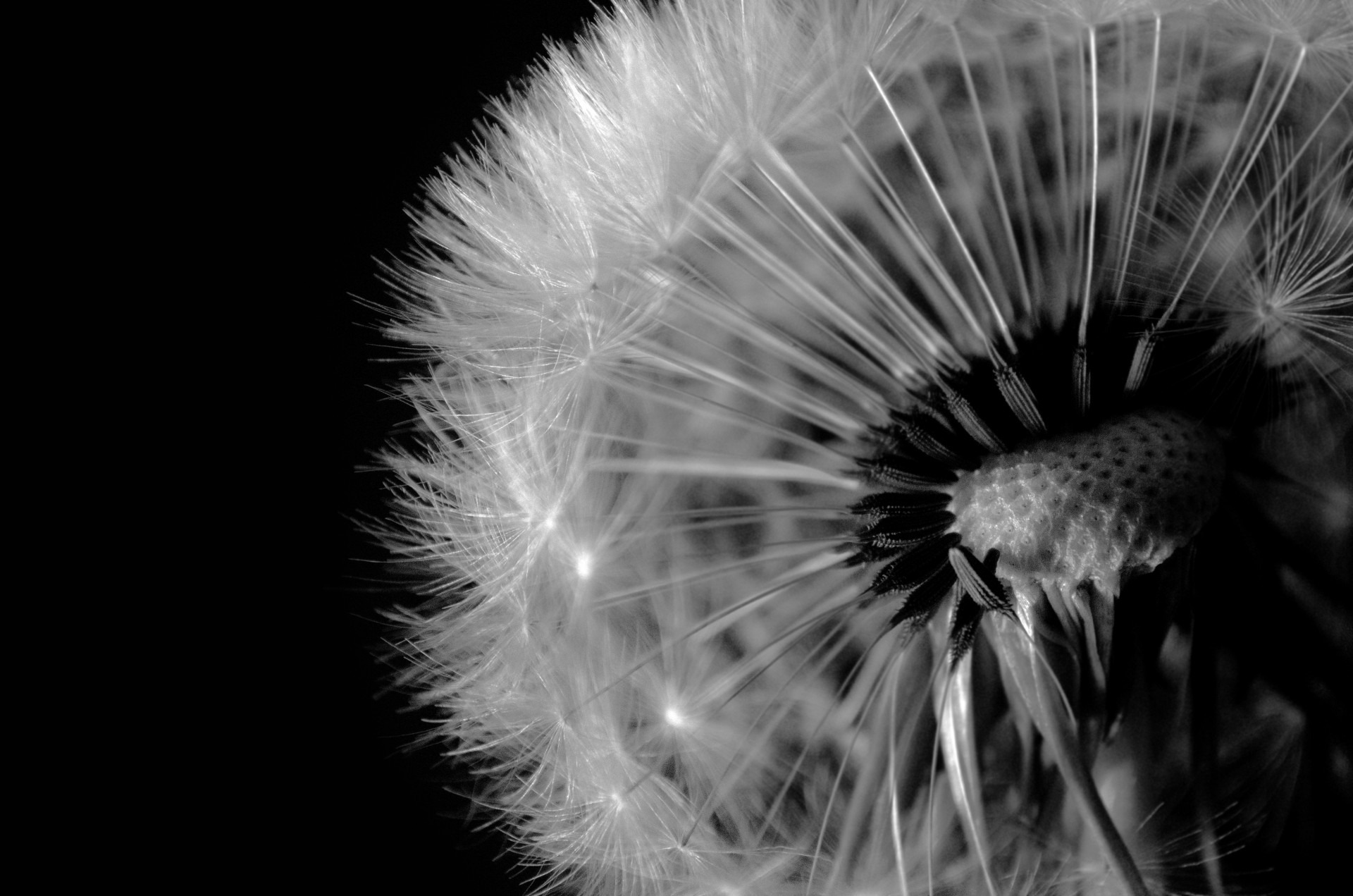 black background, hope, wind, black, beauty in nature, lightweight, withered, weed, close-up, flower, background, inflorescence, focus, selective, wild, HD Wallpaper