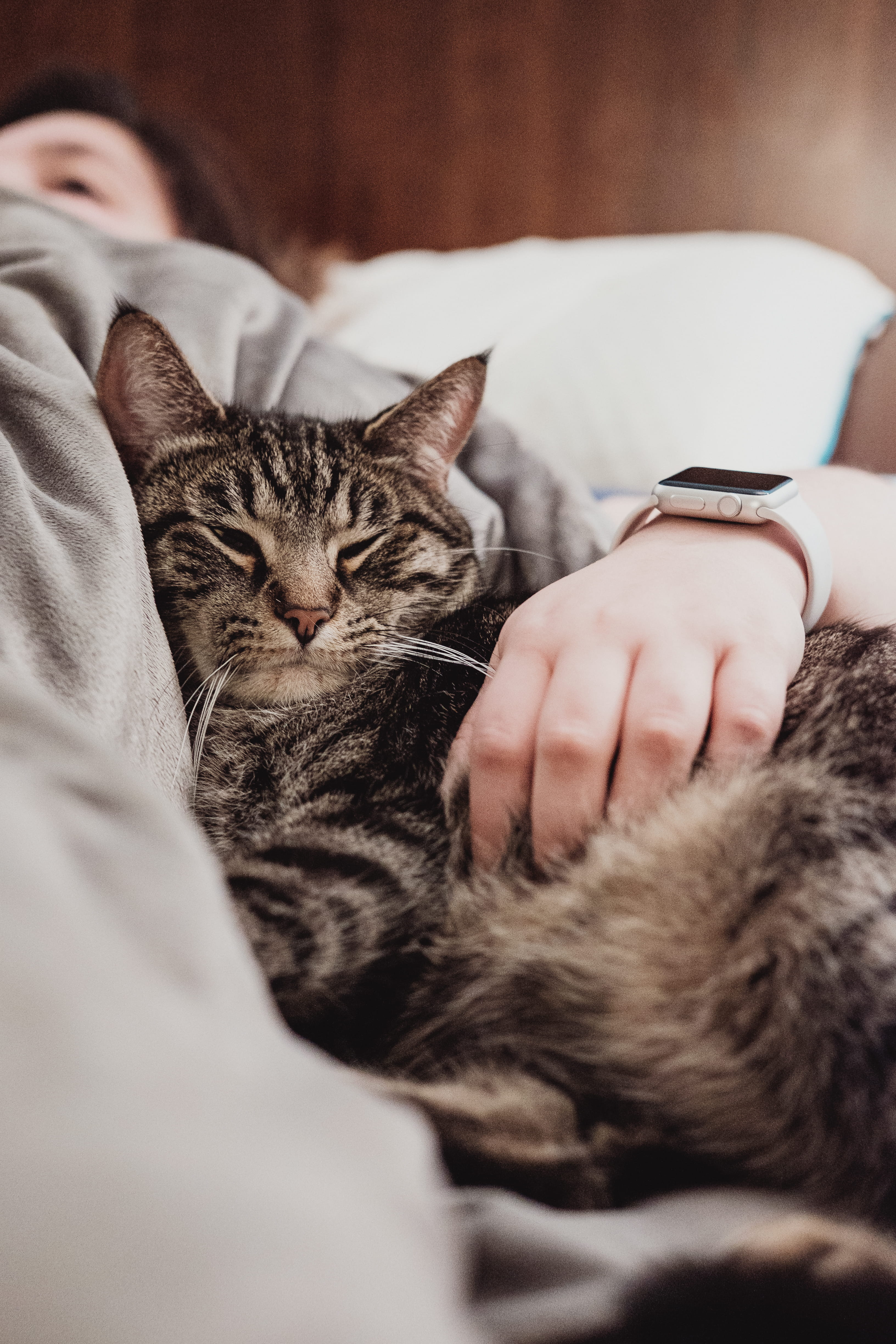one animal, gray, domestic, pet owner, home Interior, relaxation, domestic Animals, lifestyles, cat, tabby, cute, black, pets, people, indoors, care, finger, Phone HD Wallpaper