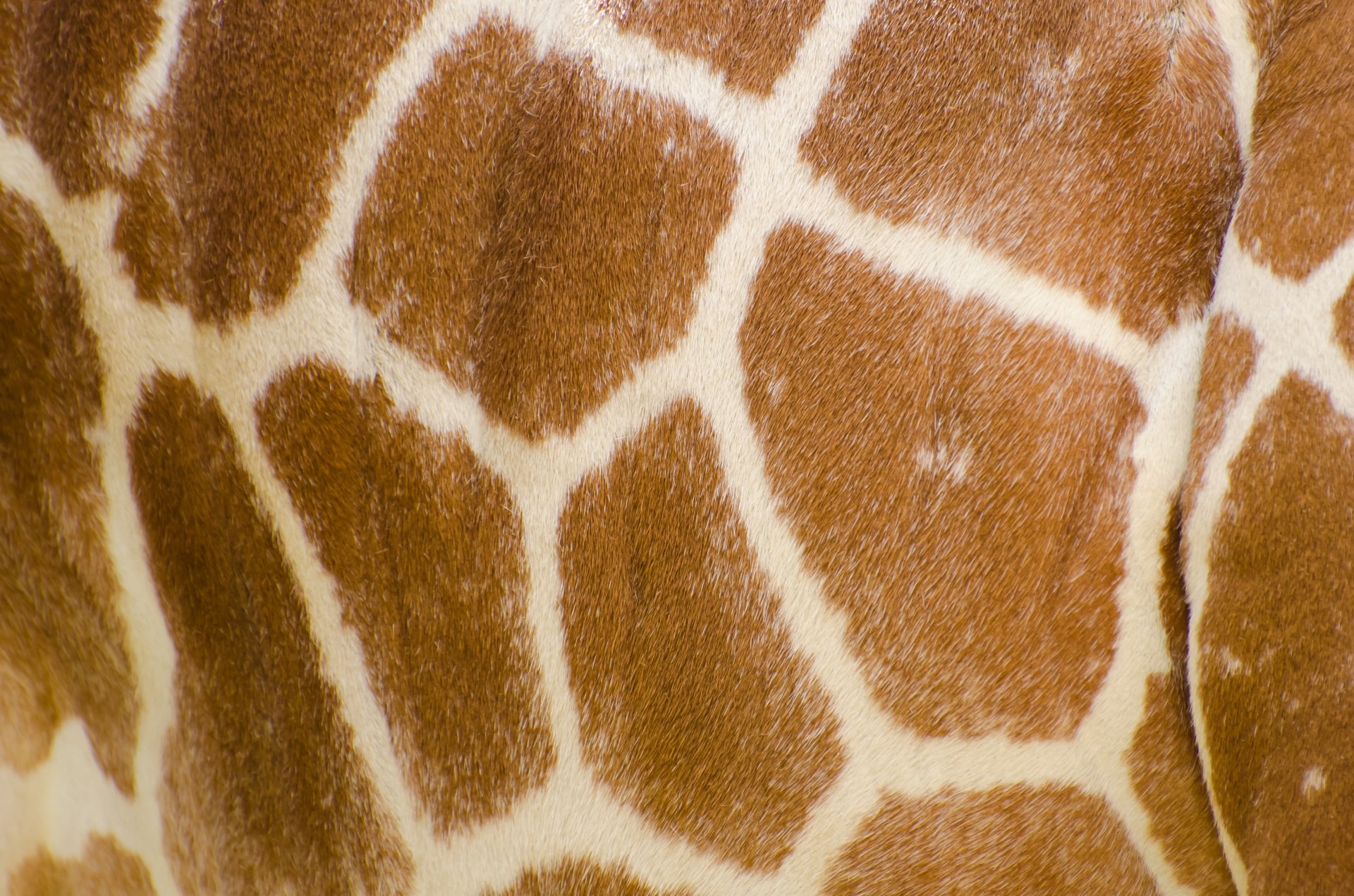 herbivorous, white, horned, animal skin, vertebrate, close-up, pattern, nature, full frame, neck, camelopardalis, one, one animal, dromedary, animal themes, HD Wallpaper