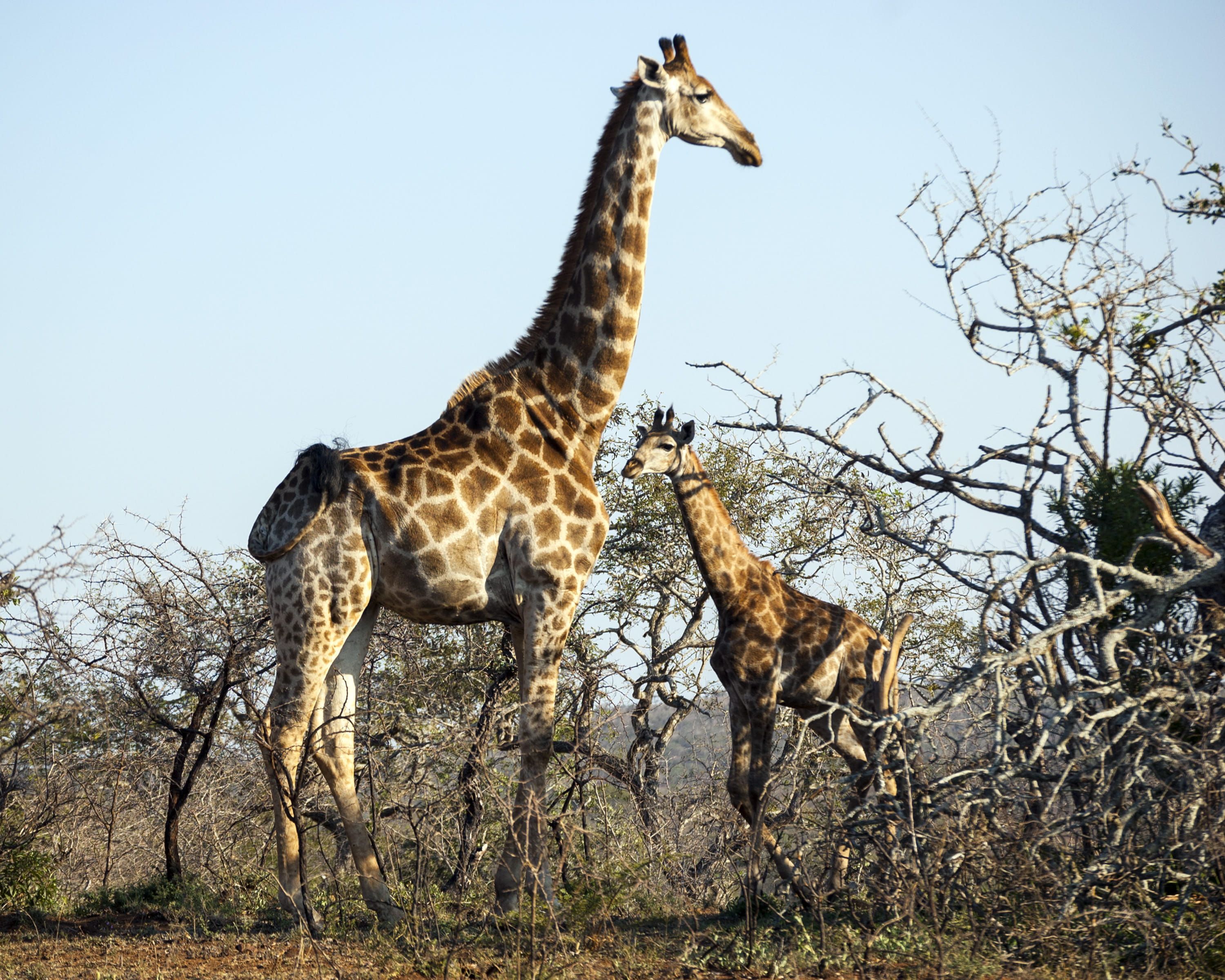 one animal, day, 2K, vertebrate, plains, arid climate, animals in the wild, bayete, safari, side view, african, south africa, africa, land, mpolweni, animal neck, HD Wallpaper