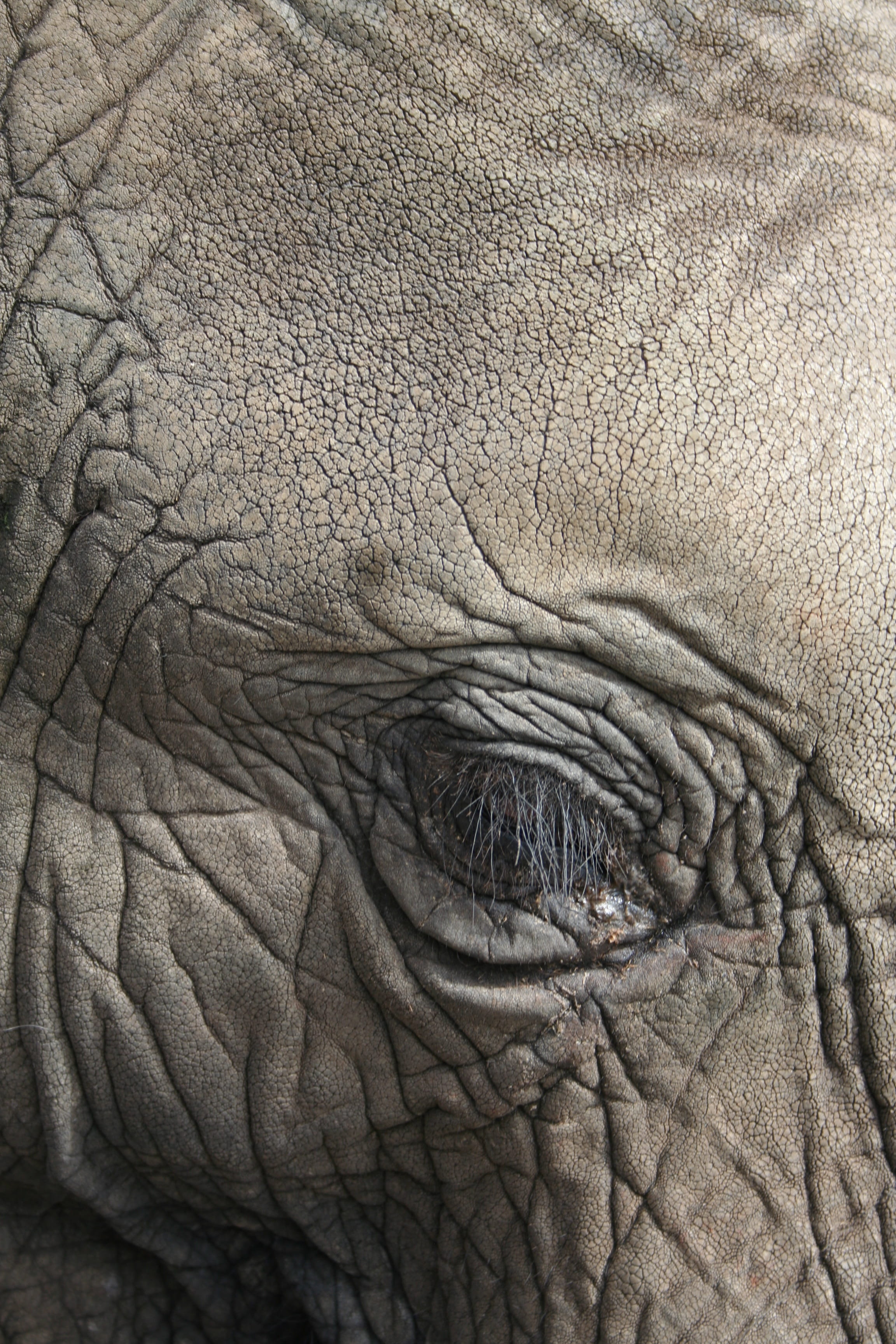 full frame, 2K, herbivorous, vertebrate, no people, textured, wrinkled, safari, backgrounds, close-up, animal eye, animal body part, animal themes, elephant, Phone HD Wallpaper