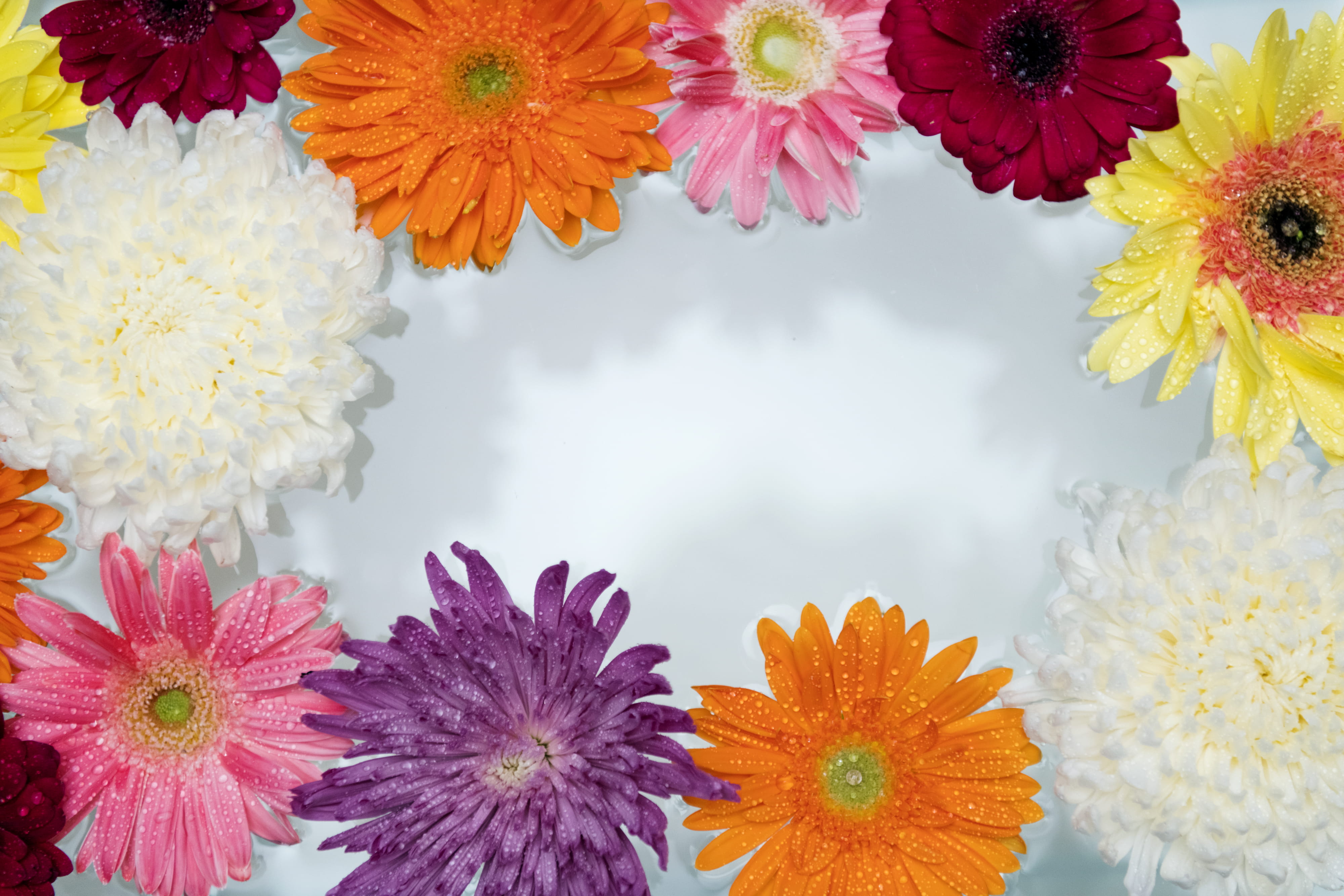 colorful, daisy, day, petals, flower arrangement, beauty in nature, flowers, close-up, vulnerability, petal, fresh, assorted, bright, 4K, multi colored, HD Wallpaper