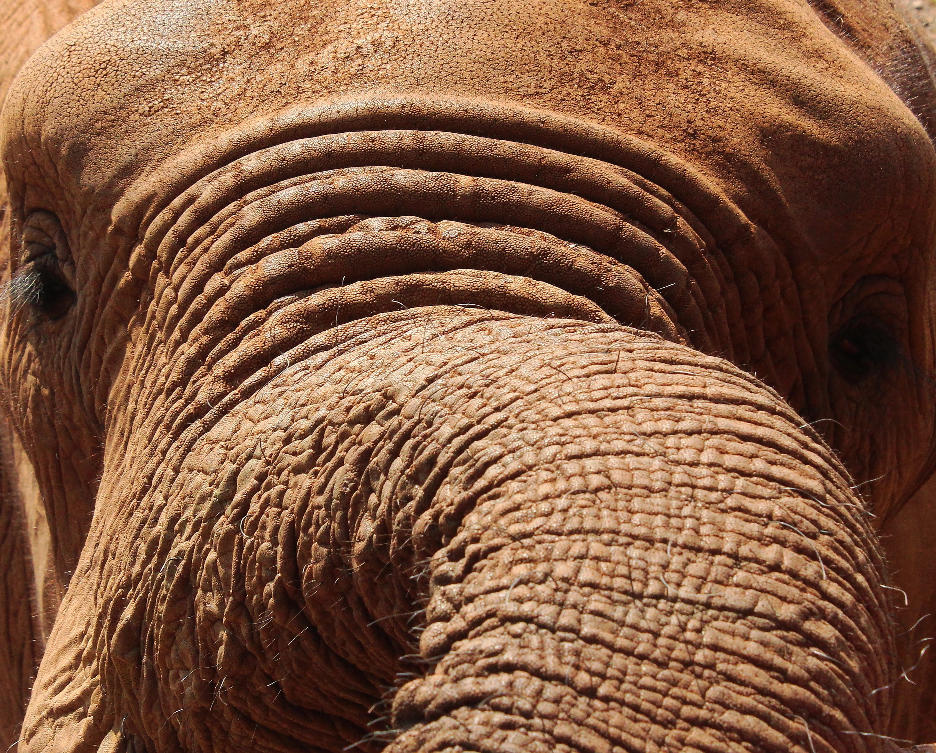 safari, animal skin, herbivorous, trunk, close-up, big 5, day, animal wildlife, one animal, animal, brown, animal body part, african elephant, animal themes, HD Wallpaper