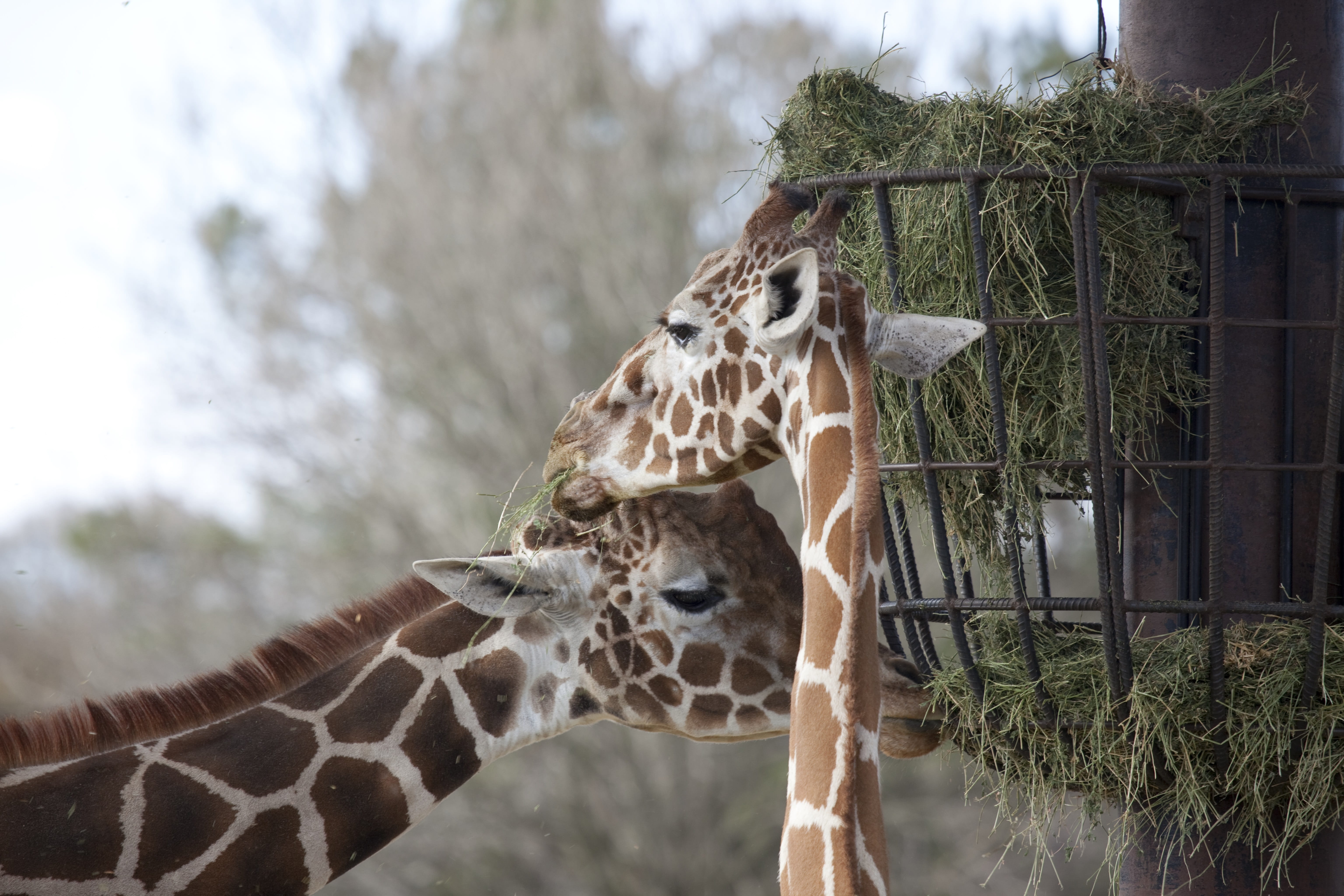 herbivorous, domestic animals, animal head, colorful, giraffe, focus, plant, one animal, pattern, head, animal neck, outdoors, brown, neck, vertebrate, HD Wallpaper