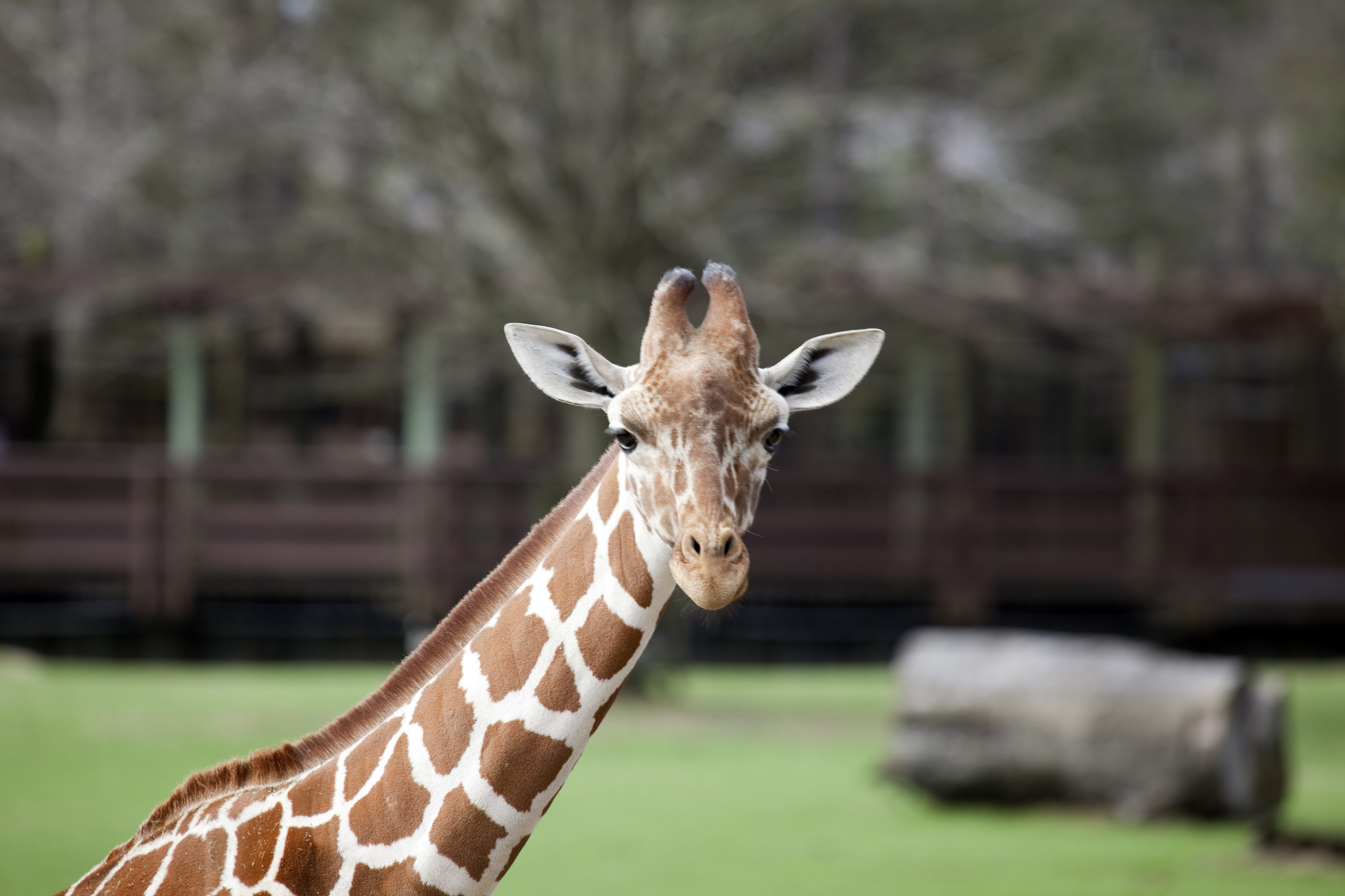 outdoors, reticulated, mammal, animal wildlife, 5K, design, nature, head, wildlife, neck, animal, herbivorous, day, no people, zoo, african, natural pattern, HD Wallpaper