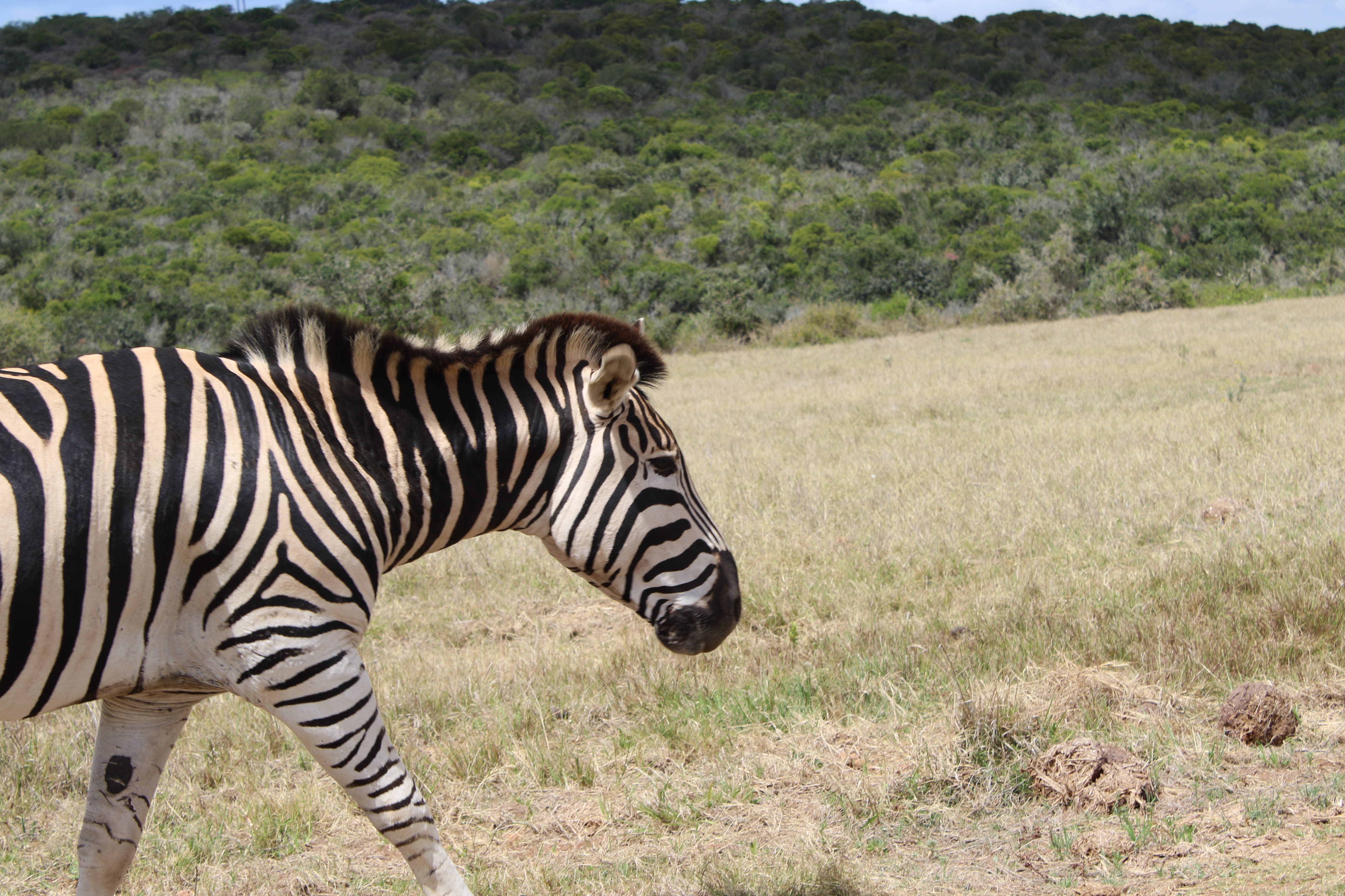 African, south Africa, animals In The Wild, 5K, steppe, mammals, pattern, striped, equus, grass, national Park, one animal, animal, land, wilderness Area, HD Wallpaper