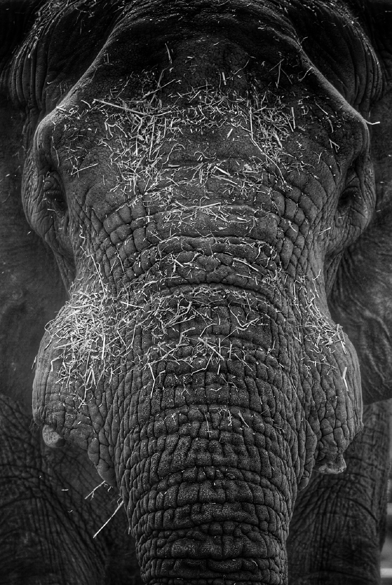 pachyderm, animal trunk, wrinkled, day, no people, mammal, close-up, backgrounds, close up, gray, eyes, face, animal head, african elephant, nature, animal wildlife, Phone HD Wallpaper