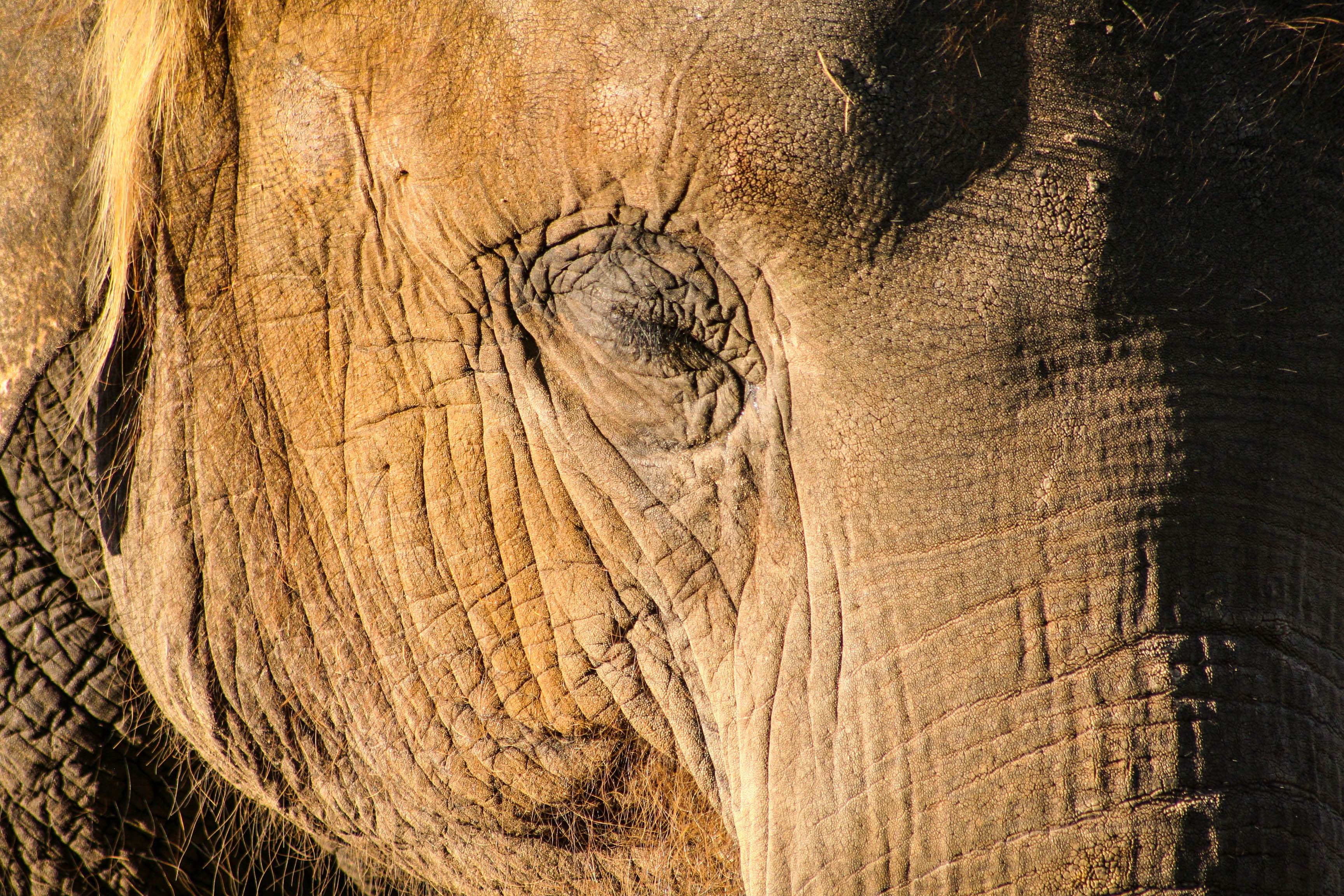 elephant, blossom, one animal, zoo, photography, no people, rhino, brown, mud, rough, iris, full frame, wood - material, milk, animal wildlife, tree, zebra, HD Wallpaper