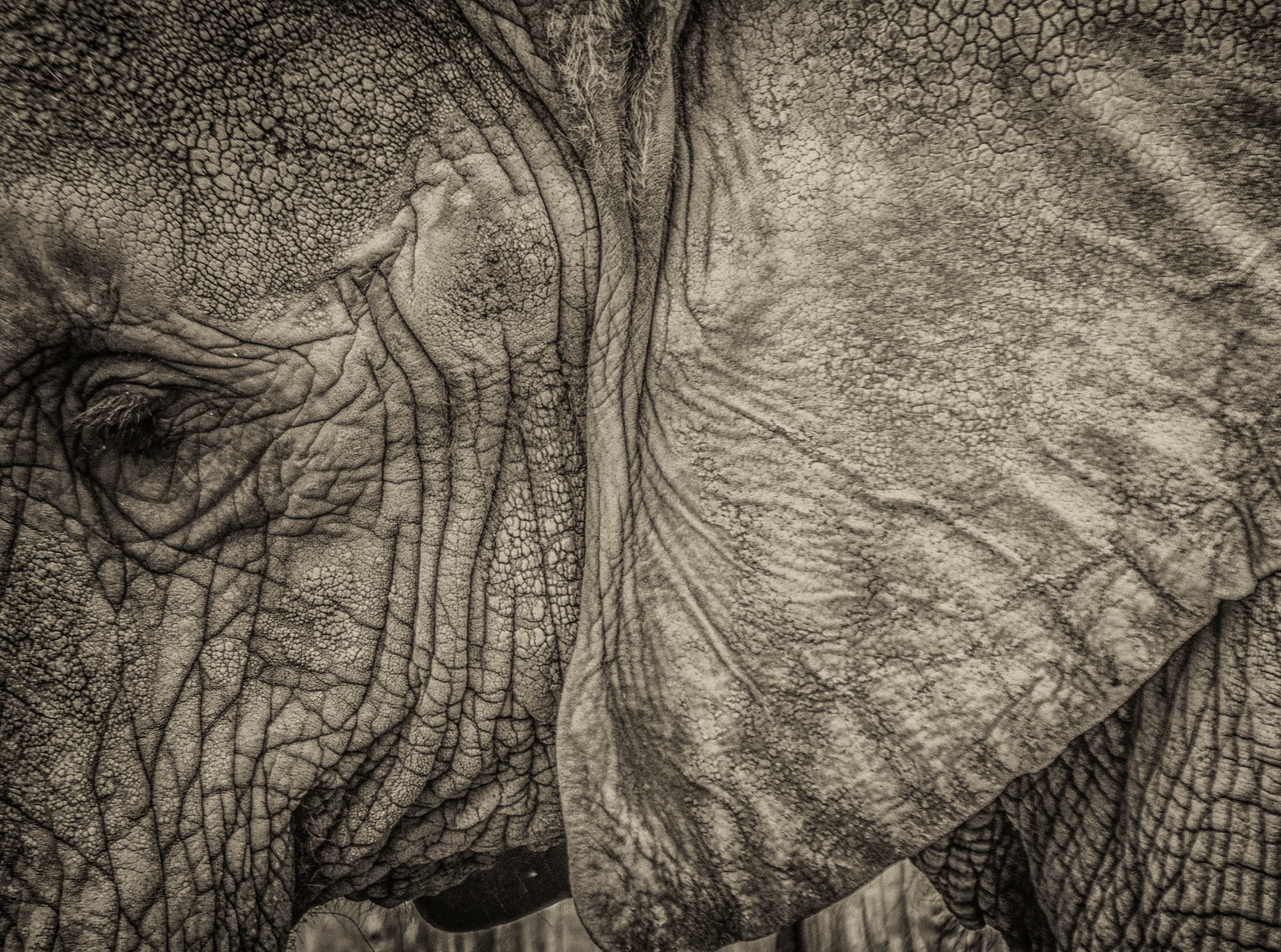 Monochrome, zooelephant, africanelephant, african elephant, pattern, pachiderm, sad, zimmermanacquittedyikes, elephantlove, Apes, day, wrinkles, animal, HD Wallpaper
