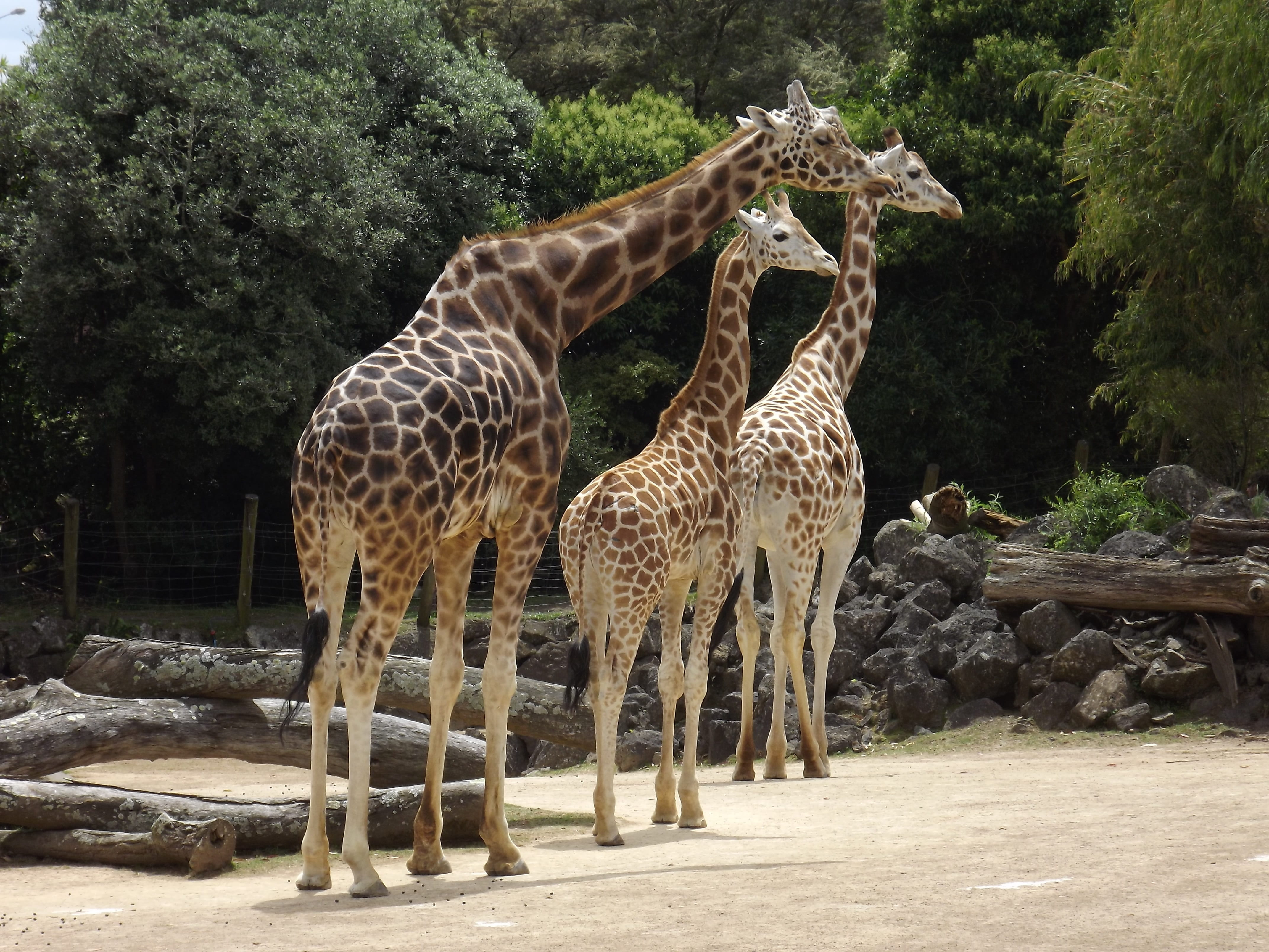 tree, standing, animal markings, 4K, giraffe, zoo, mammal, colorful, animal family, two animals, no people, pattern, animal wildlife, day, field, african, HD Wallpaper