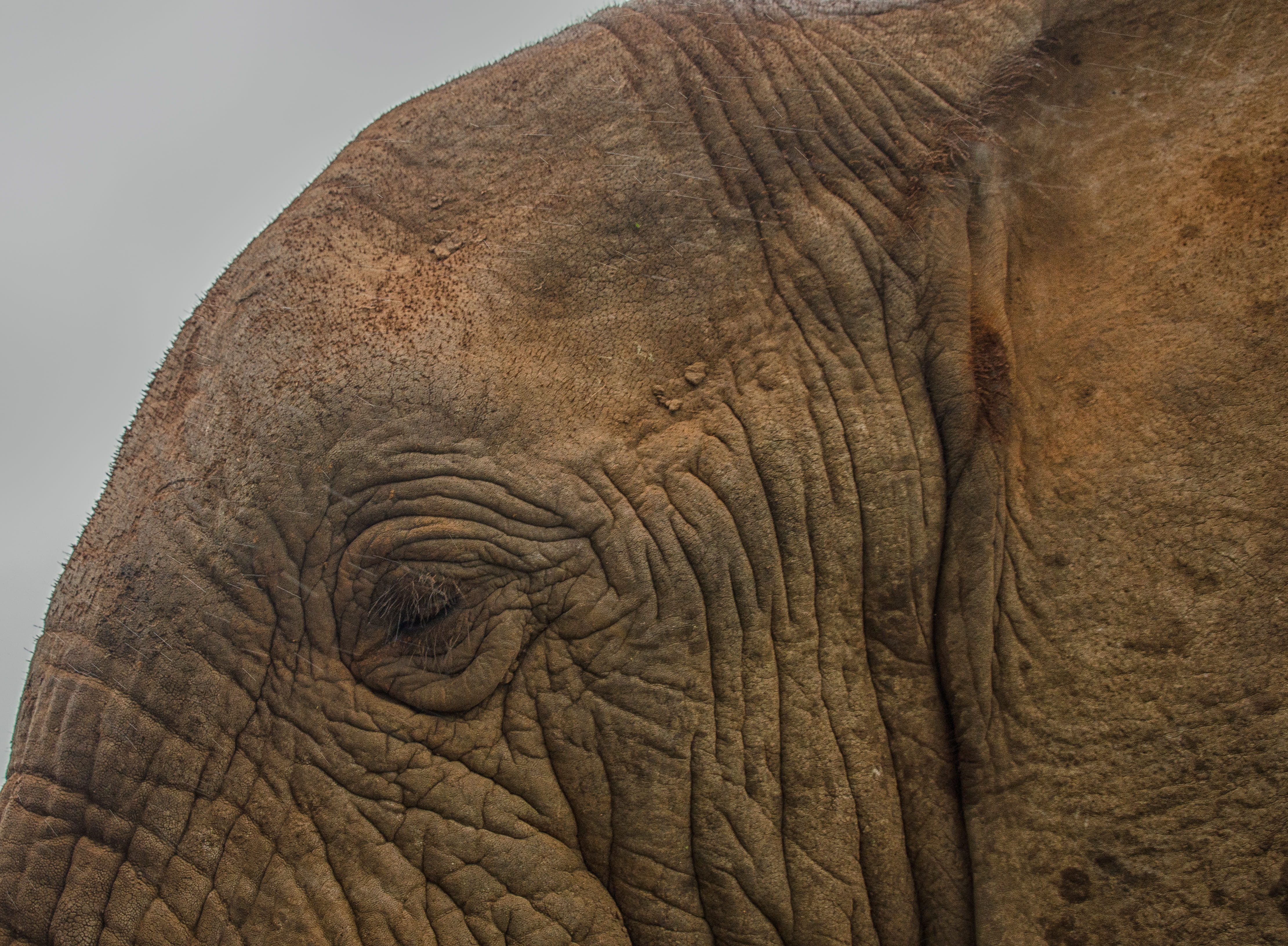 huge, no people, wrinkled, gray, one animal, animal wildlife, animal body part, day, big, animal, 4K, textured, wild, nature, elephant, pattern, eye, wildlife, HD Wallpaper