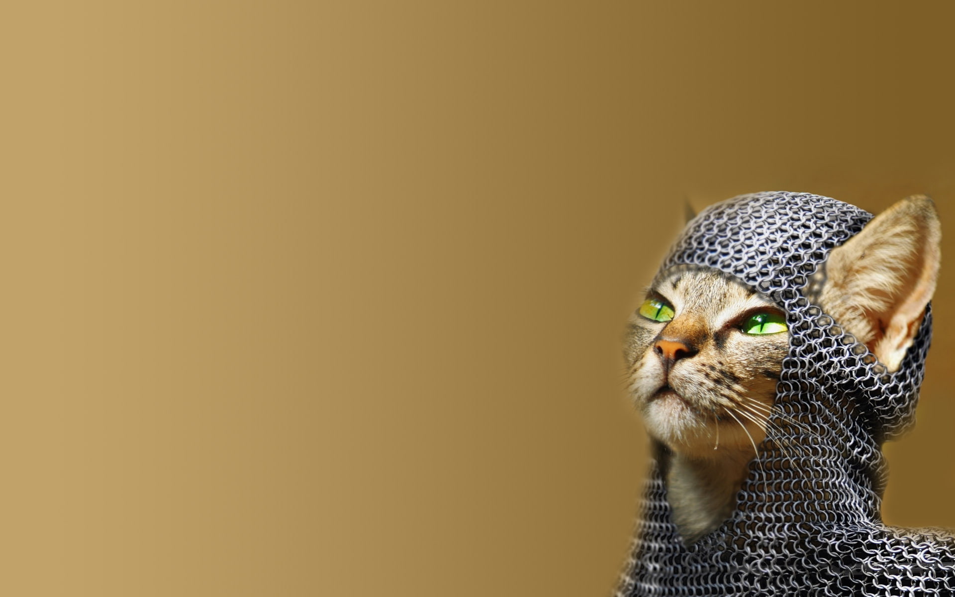 Cat, Chainmail, 1080P, Green Eyes, HD Wallpaper