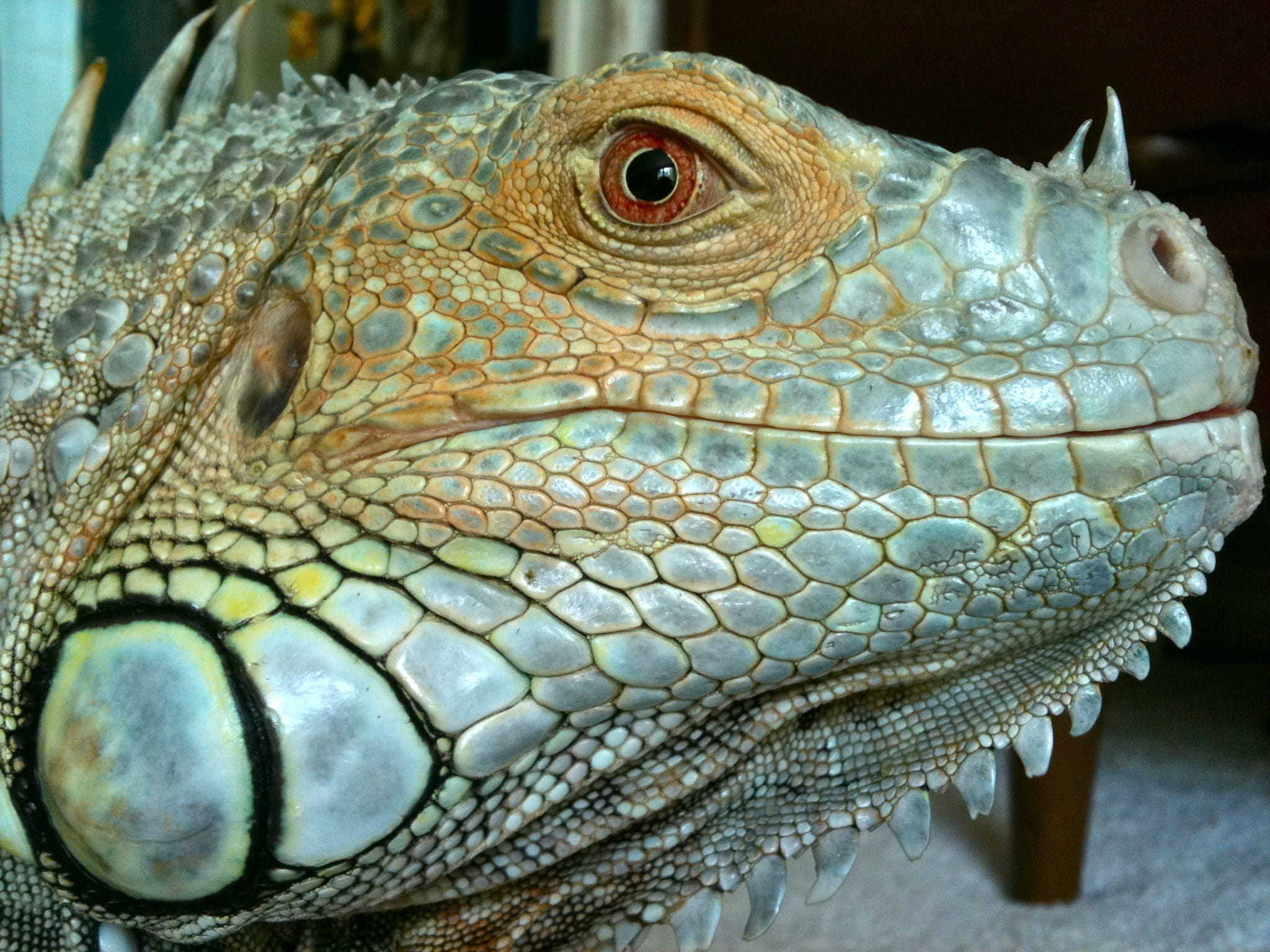 profile, close-up, animal scale, no people, scale, lizard, gray, animal eye, animal body part, animal themes, subtympanic shield, animals, one animal, green, HD Wallpaper