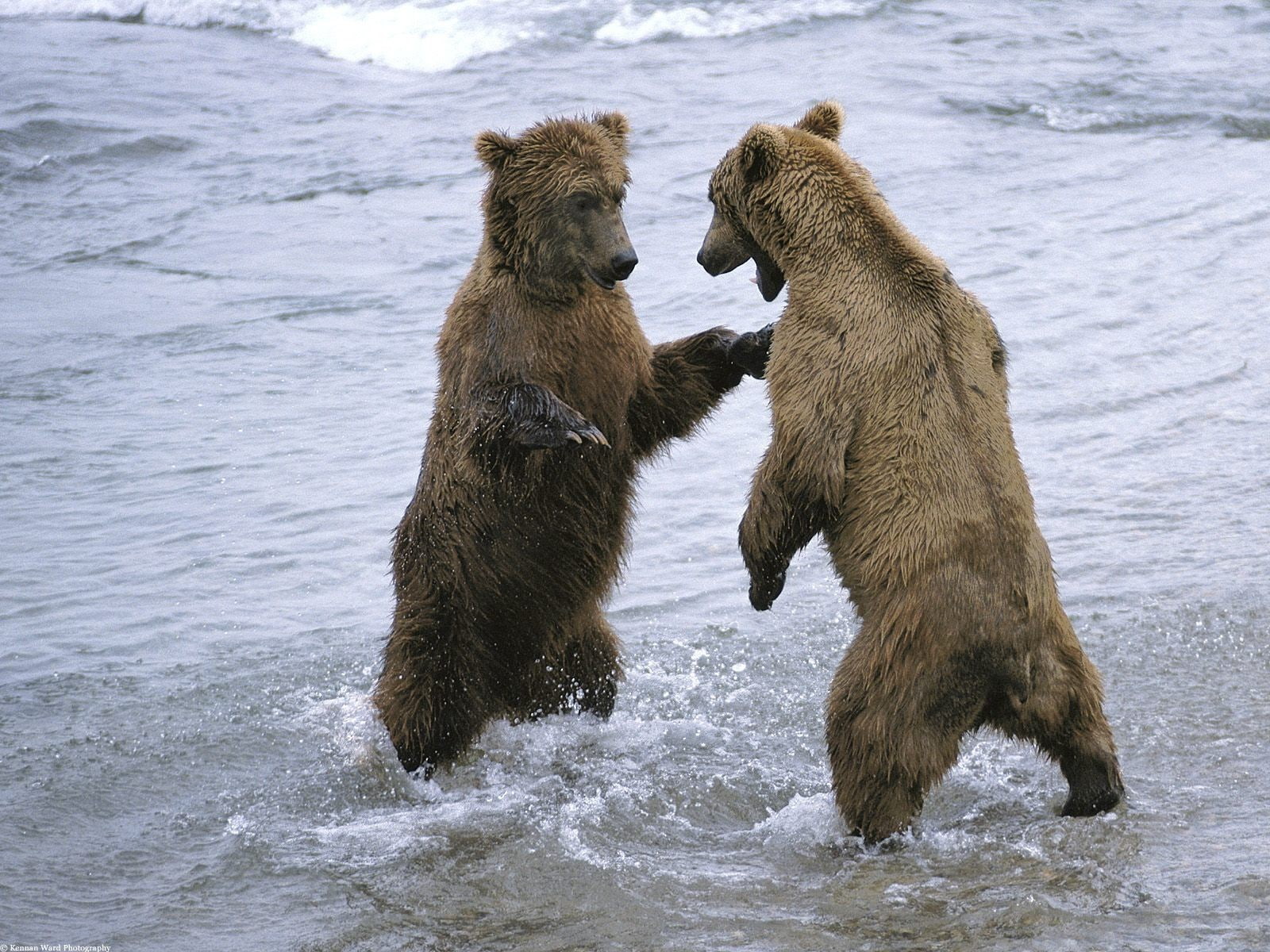 animals, animals in the wild, vertebrate, mammal, day, group of animals, conflict, no people, animal, animal themes, aggression, anger, baby animals, 720P, HD Wallpaper
