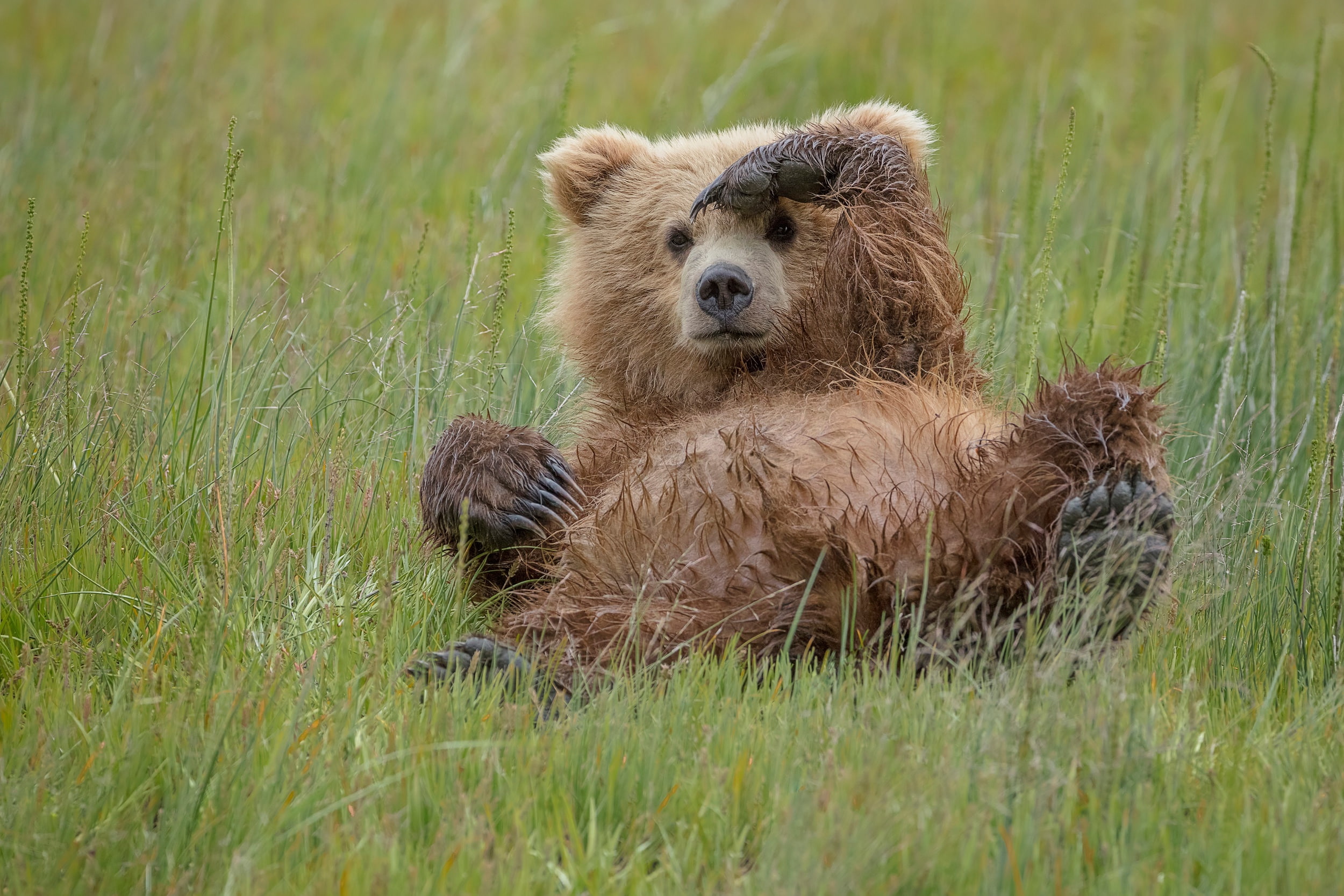 grass, nature, animals, 1080P, bears, HD Wallpaper