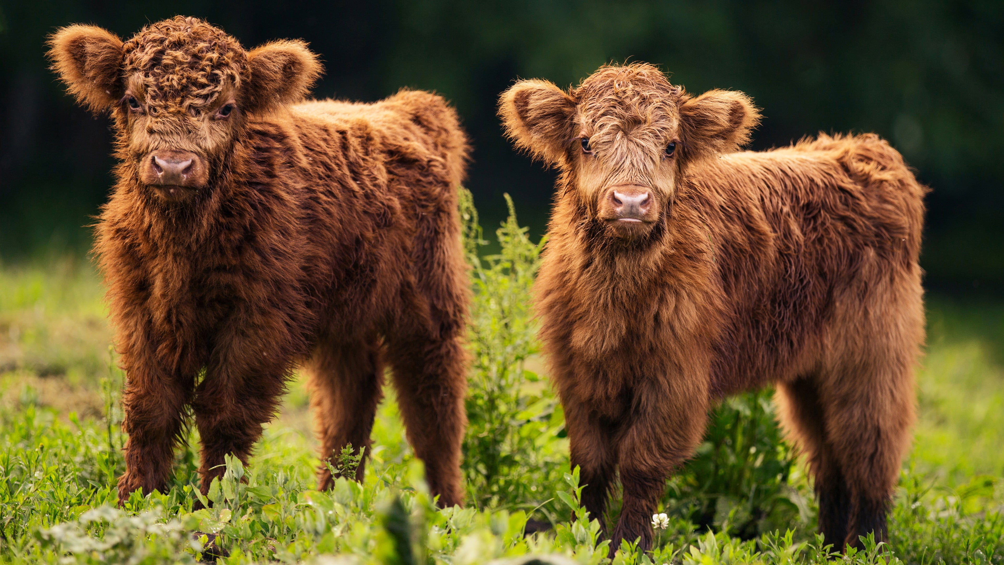 day, young animal, cattle, no people, group of animals, outdoors, field, animal themes, land, calf, nature, animal wildlife, animal, brown, baby, standing, HD Wallpaper