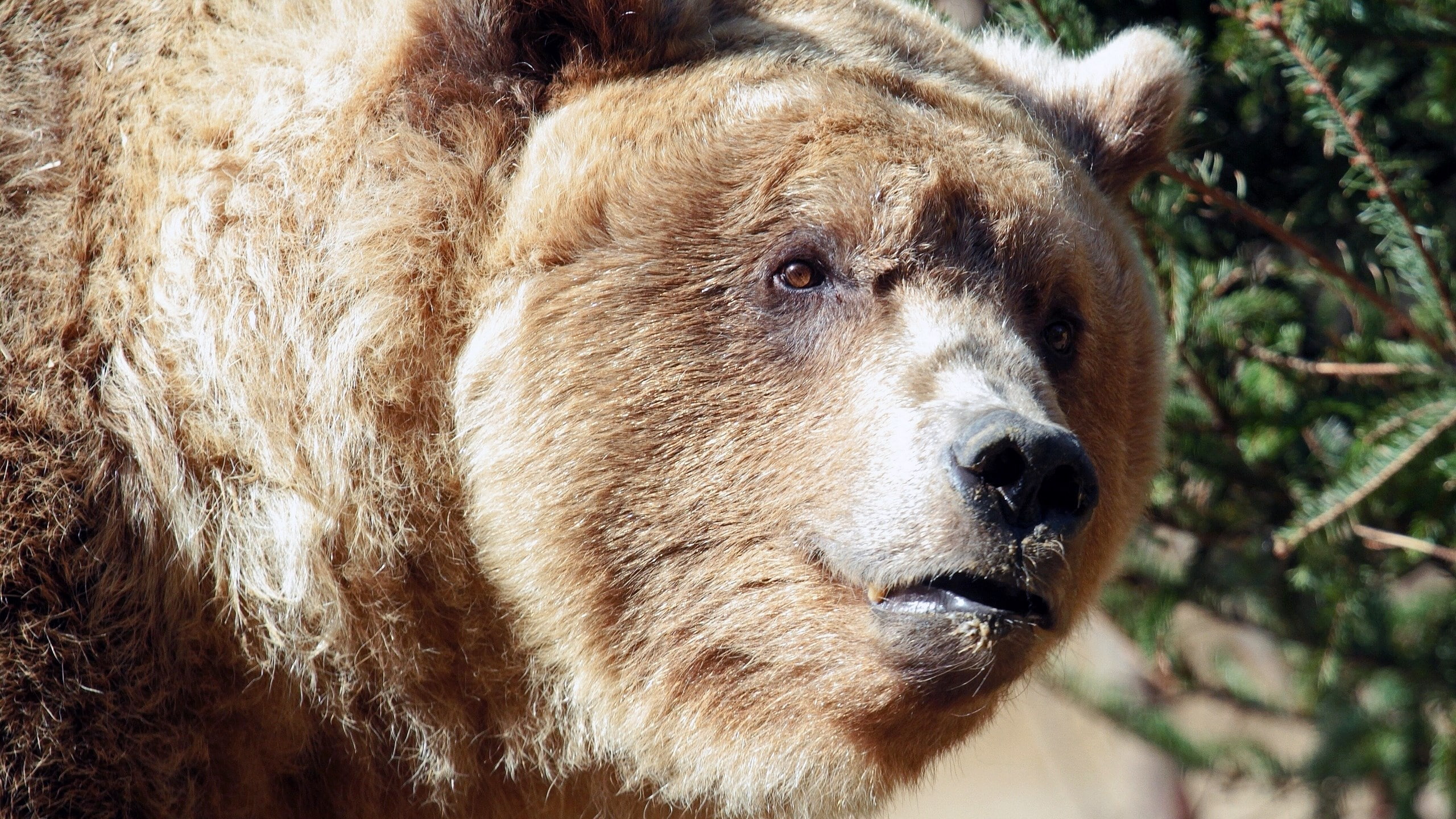 animal themes, day, animal body part, pets, animals in the wild, domestic animals, hair, one animal, close-up, bear, focus on foreground, vertebrate, looking, HD Wallpaper