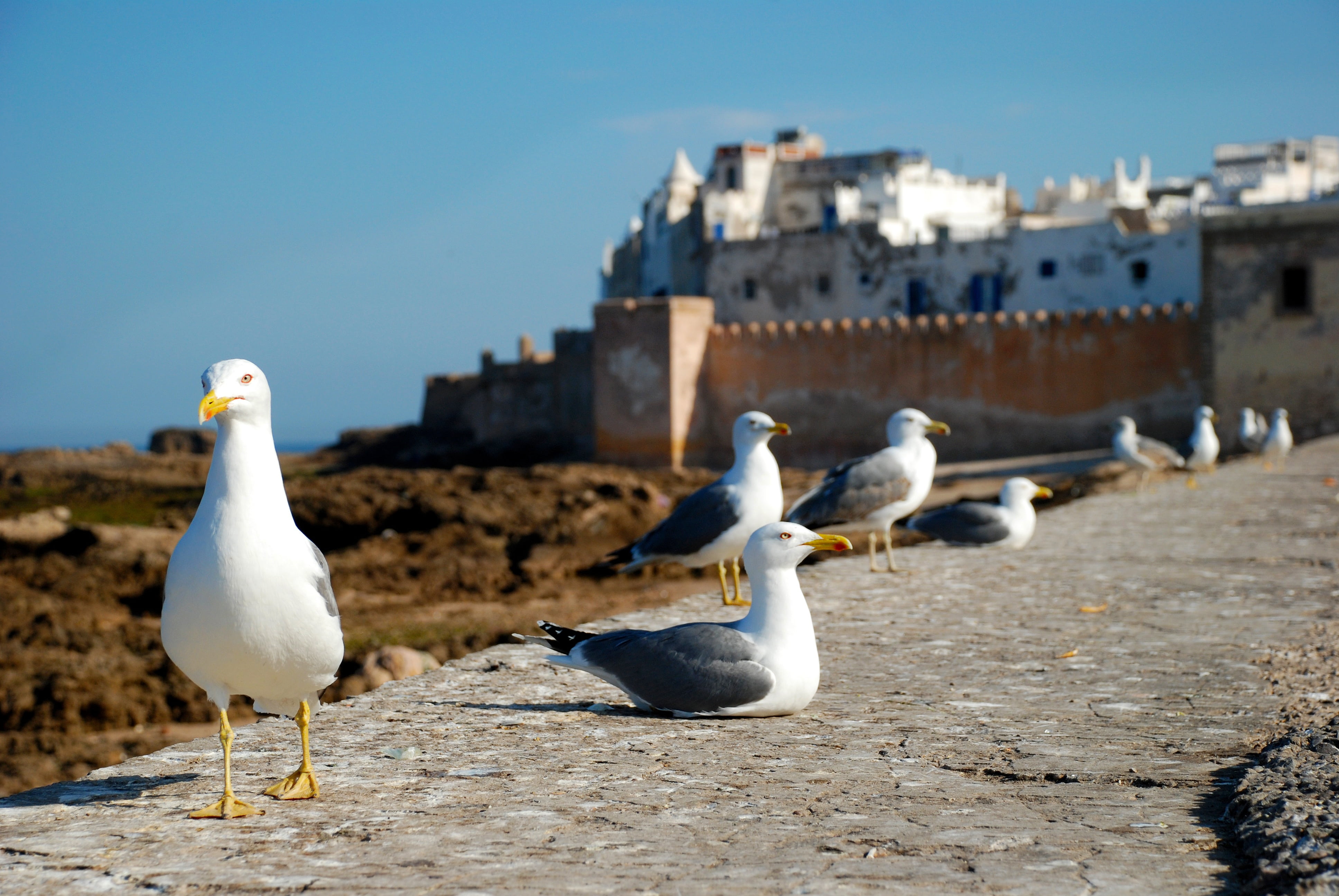 animal, gull, seagull, animal themes, sky, morocco, sea, clear sky, ring, architecture, white color, outdoors, building exterior, no people, bird, costa, HD Wallpaper