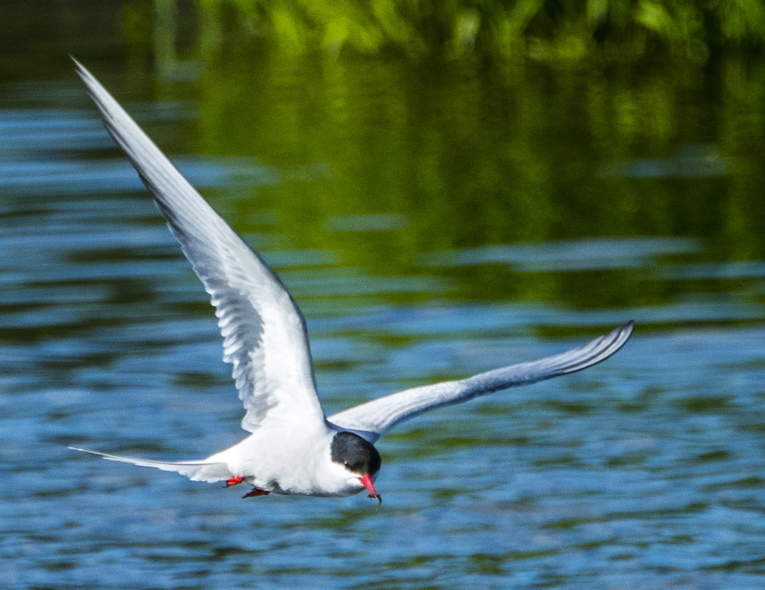 720P, animal, outdoors, animal Wing, gull, animals In The Wild, feather, nature, franklin, daytime, arctic, alaska, river, seagull, flying, beak, s, sea, HD Wallpaper