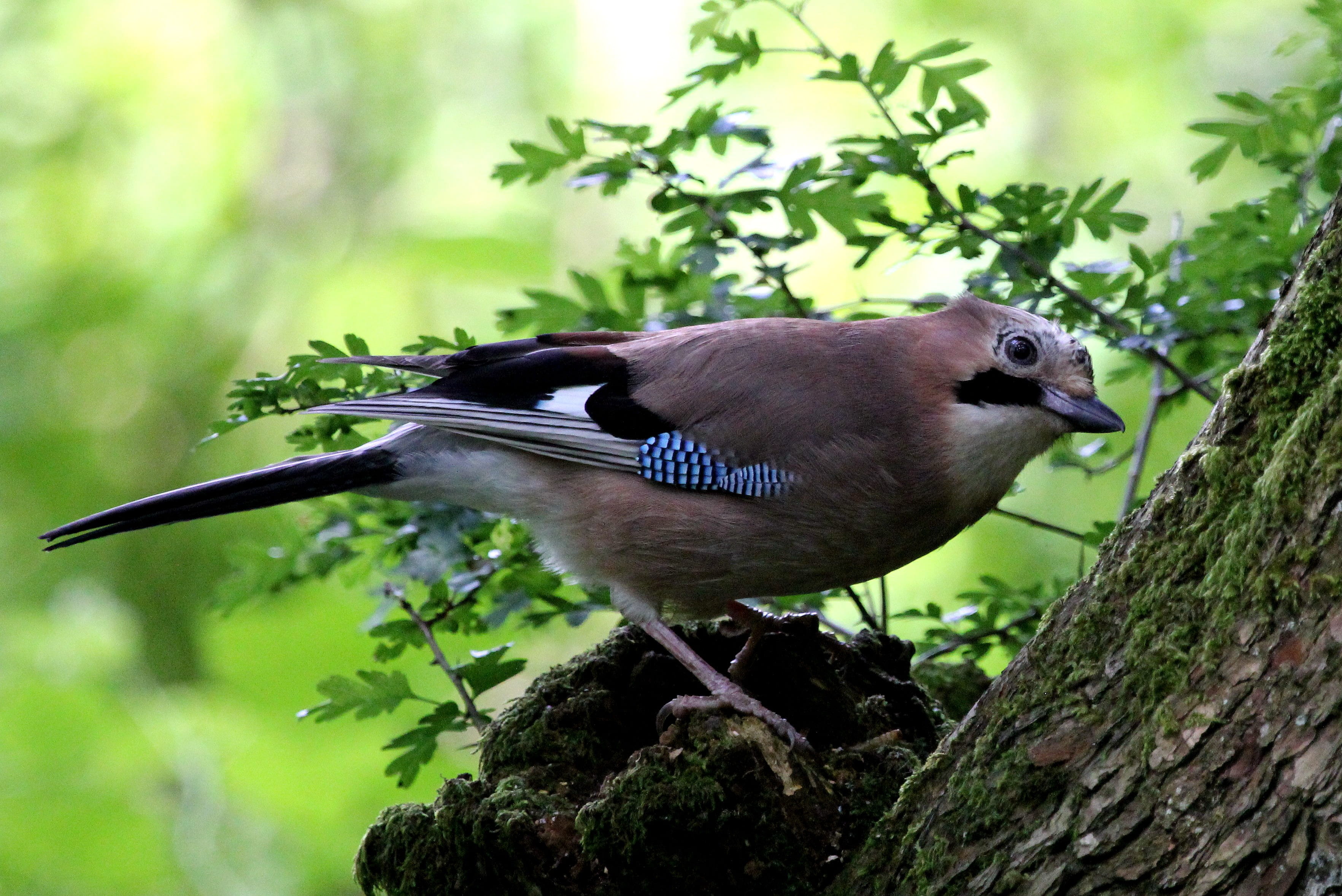 side view, branch, focus, animals in the wild, animal, animal wildlife, brown bird, perched, feathers, selective, outdoors, brown, close-up, woodland, tree, HD Wallpaper