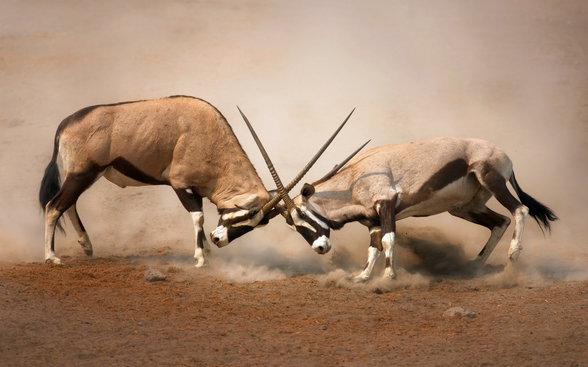 day, dust, no people, antelope, side view, 1080P, aggression, fighting, domestic animals, animal themes, horned, full length, mammal, rivalry, animals in the wild, HD Wallpaper
