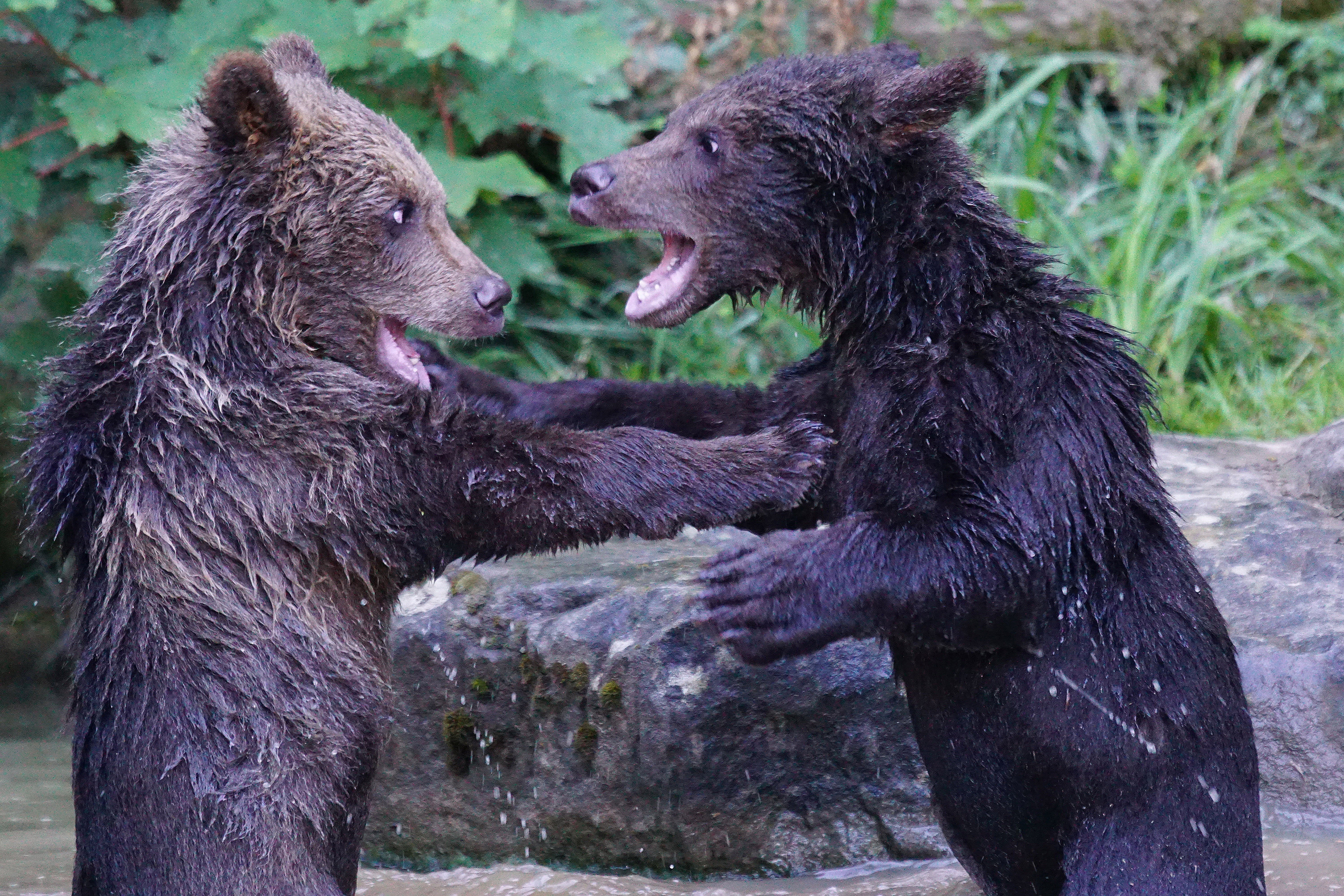 day, playful, togetherness, vertebrate, large, animal family, cub, couple, young animal, brown, fighting, brown Bear, mammal, animal themes, alaska - Usa State, HD Wallpaper