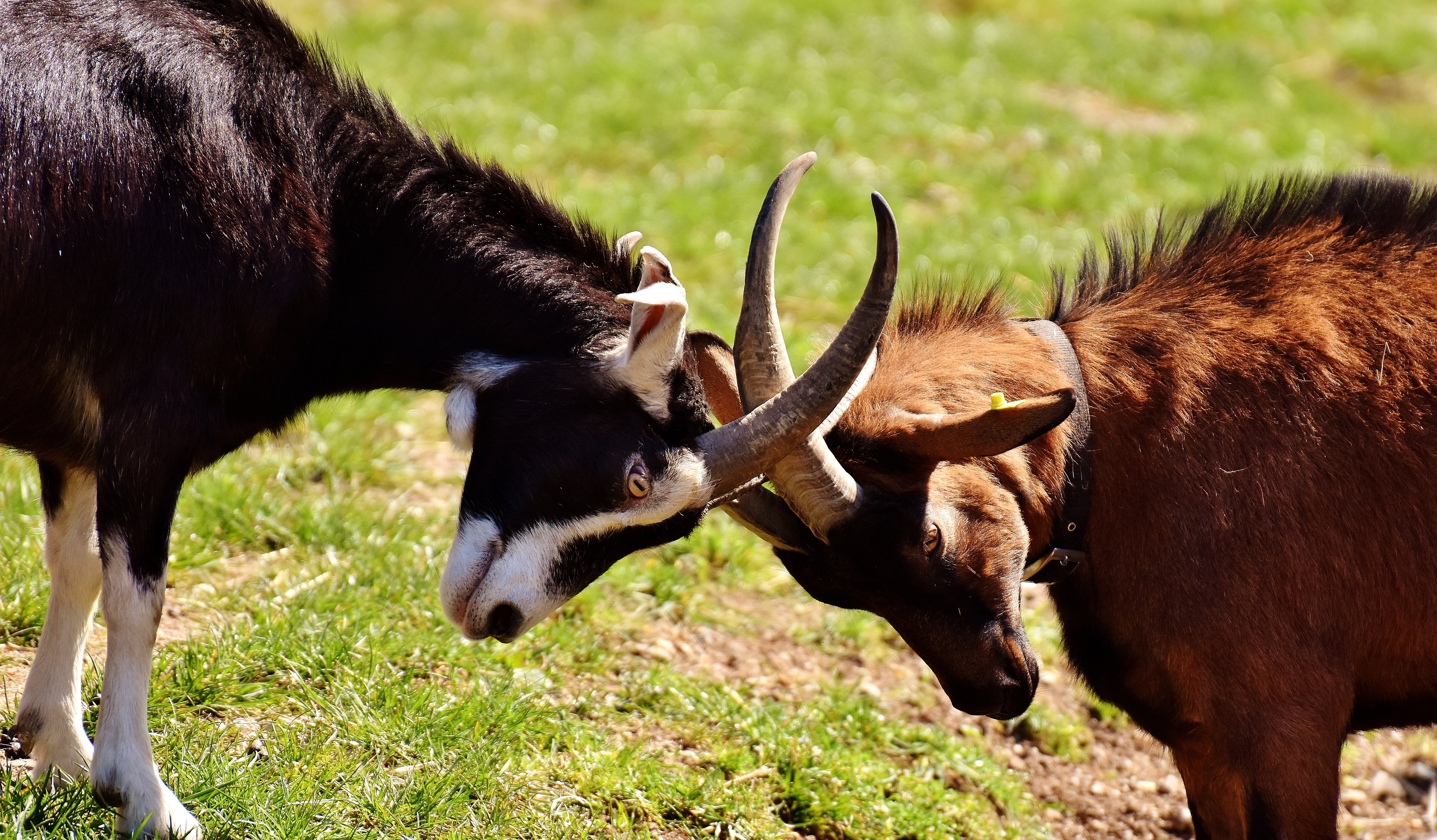 cute, nature, grazing, conflict, herbivorous, mammal, confrontation, horned, one animal, brown, vertebrate, 5K, animal wildlife, aggression, group of animals, HD Wallpaper
