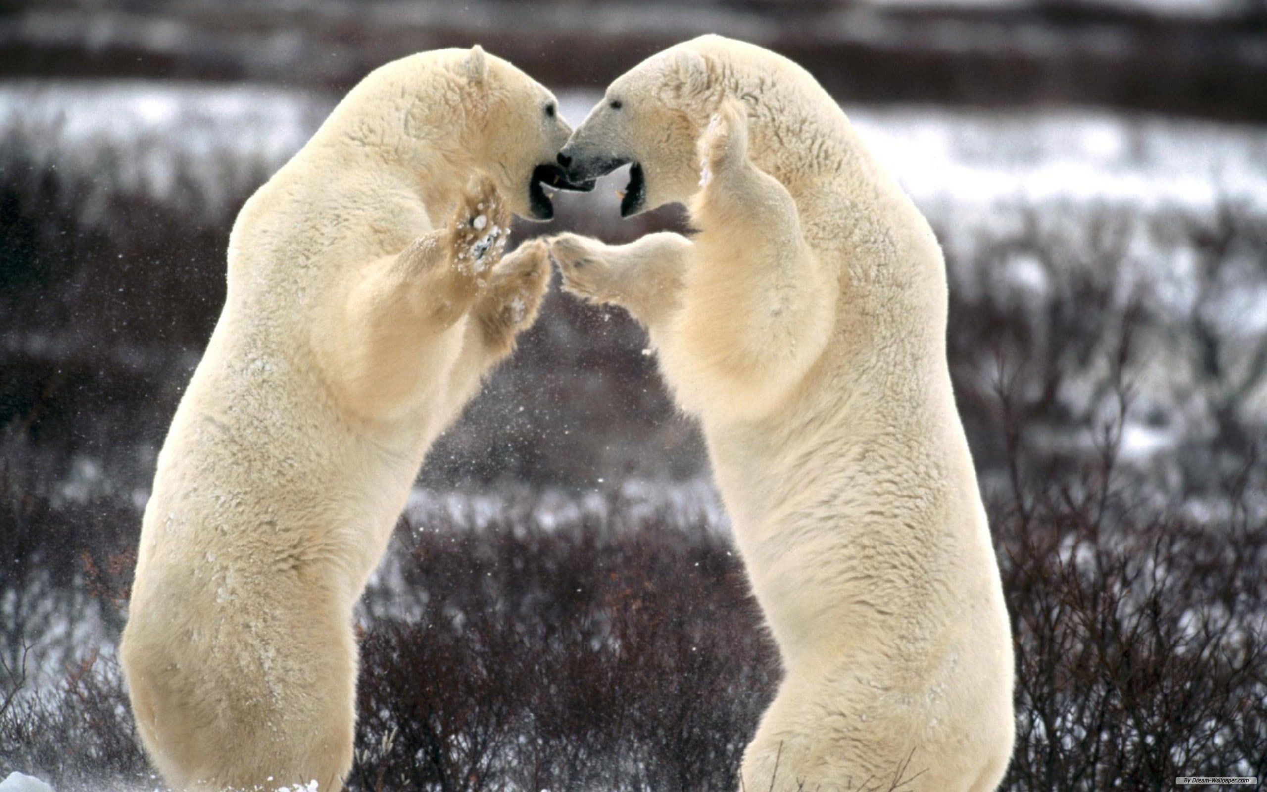 animals in the wild, conflict, animal, 2K, mammal, no people, fighting, two animals, group of animals, bear, cold temperature, confrontation, togetherness, HD Wallpaper