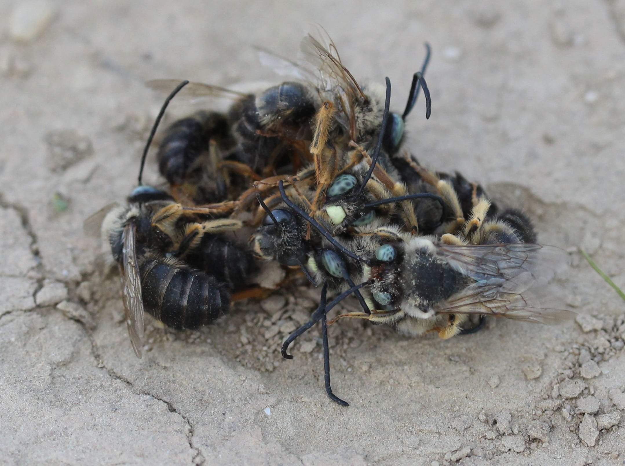 land, one animal, no people, struggle, outdoors, animals in the wild, to kill, invertebrate, animal wildlife, bee, animal, insecta, confrontation, spider, HD Wallpaper