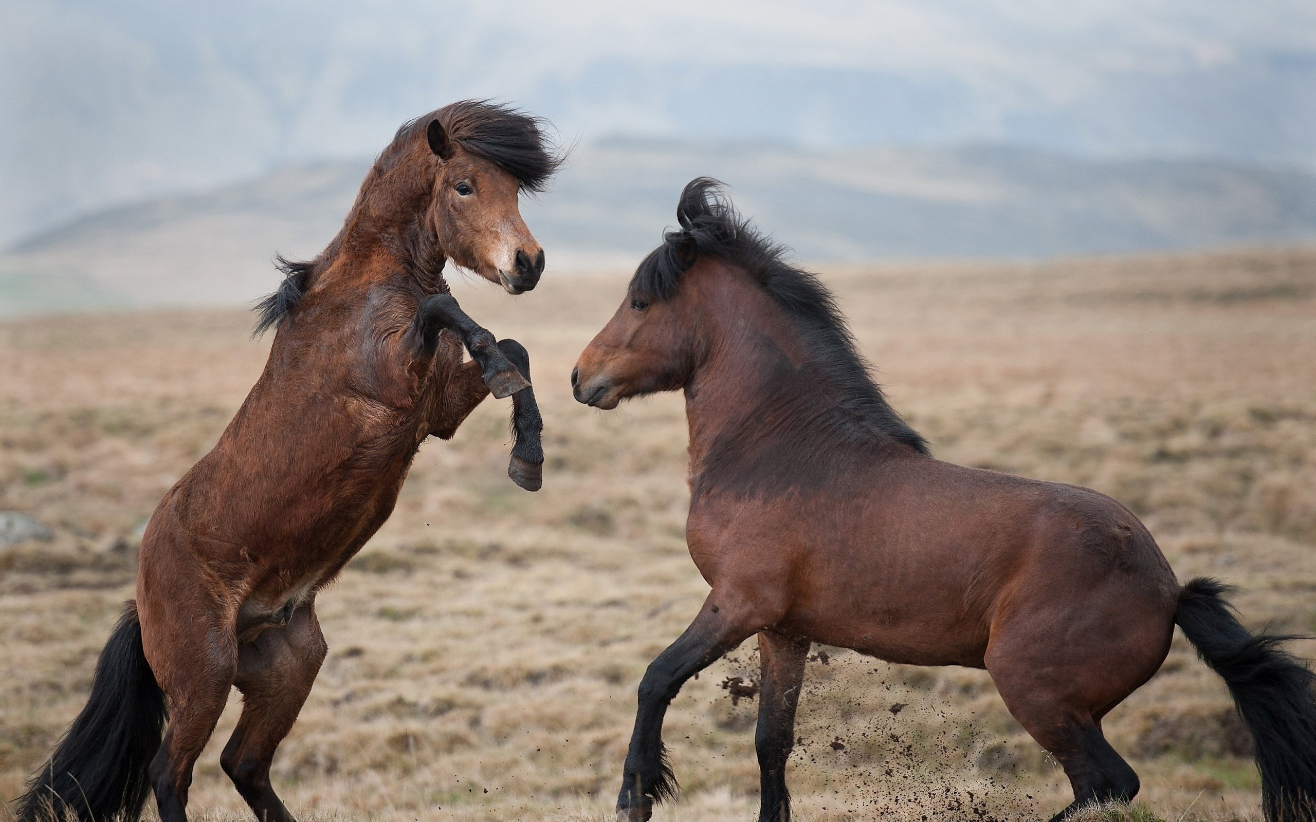 horse, full length, animal wildlife, aggression, domestic, animal, vertebrate, livestock, confrontation, focus on foreground, group of animals, fighting, HD Wallpaper