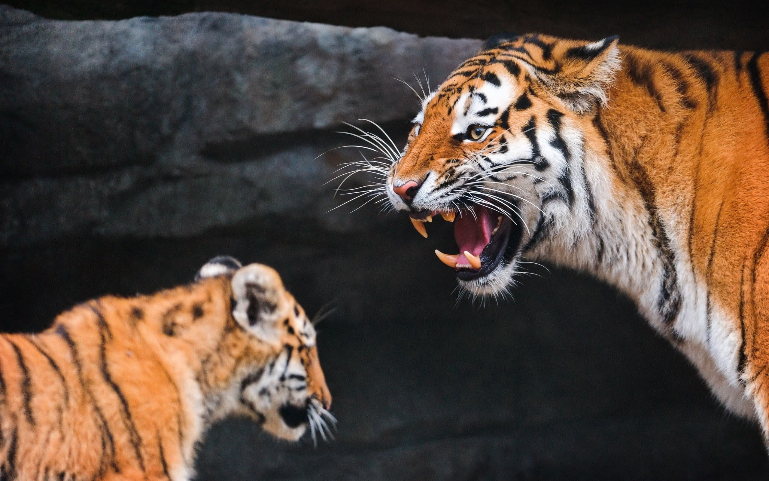 one animal, animal body part, striped, zoo, animal teeth, whisker, confrontation, mouth, animal, roaring, aggression, outdoors, mouth open, animal themes, HD Wallpaper