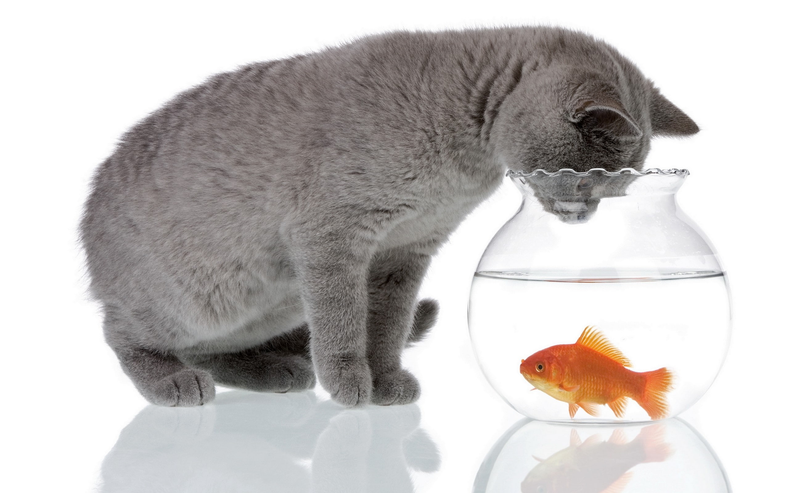 swimming, animal themes, fishbowl, Cat, watching, one animal, vertebrate, studio shot, white background, mammal, animal, animal wildlife, domestic, 2K, HD Wallpaper