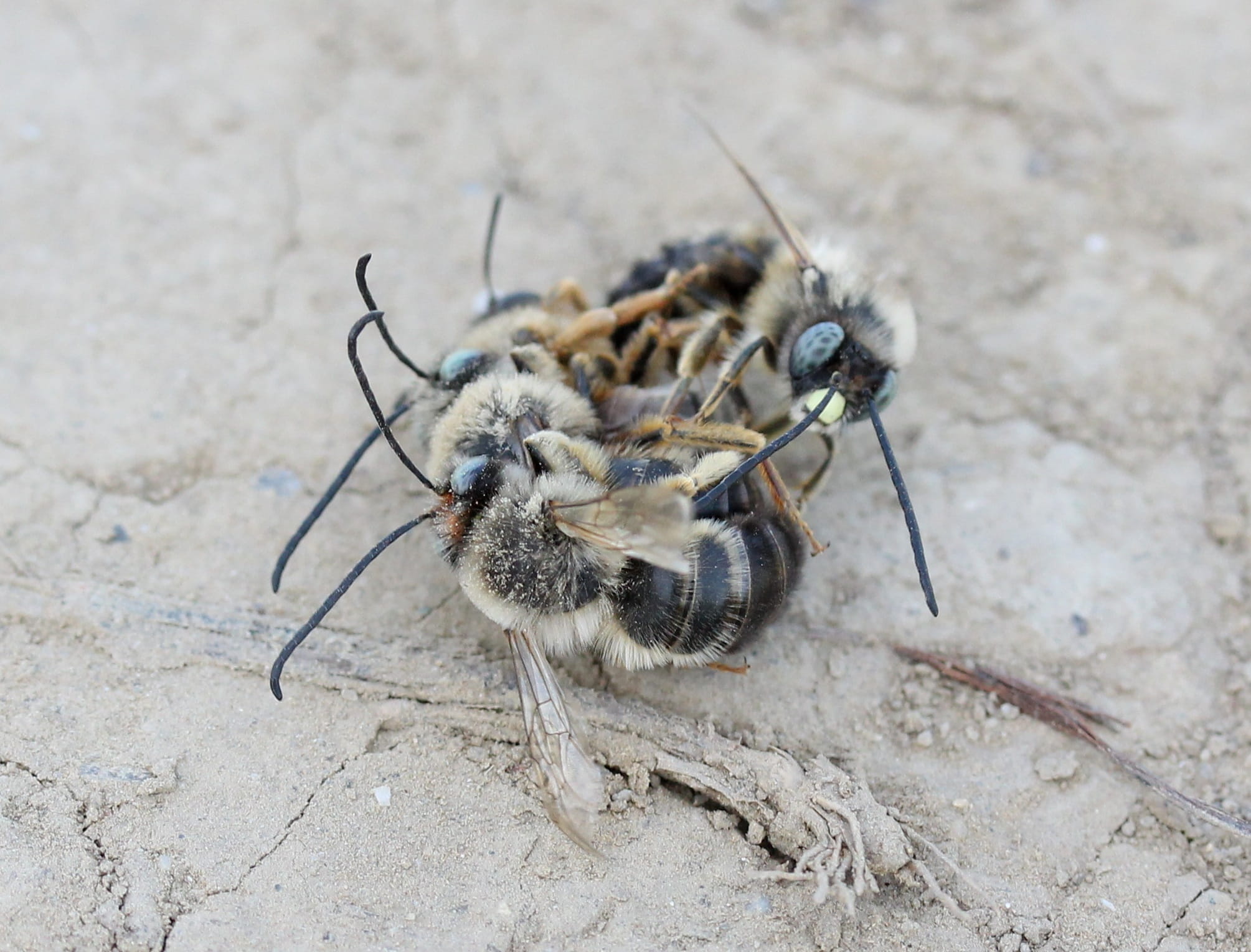 sand, zoology, insecta, animal body part, animal wildlife, outdoors, invertebrate, to kill, animal themes, one animal, bee, close-up, animals in the wild, HD Wallpaper