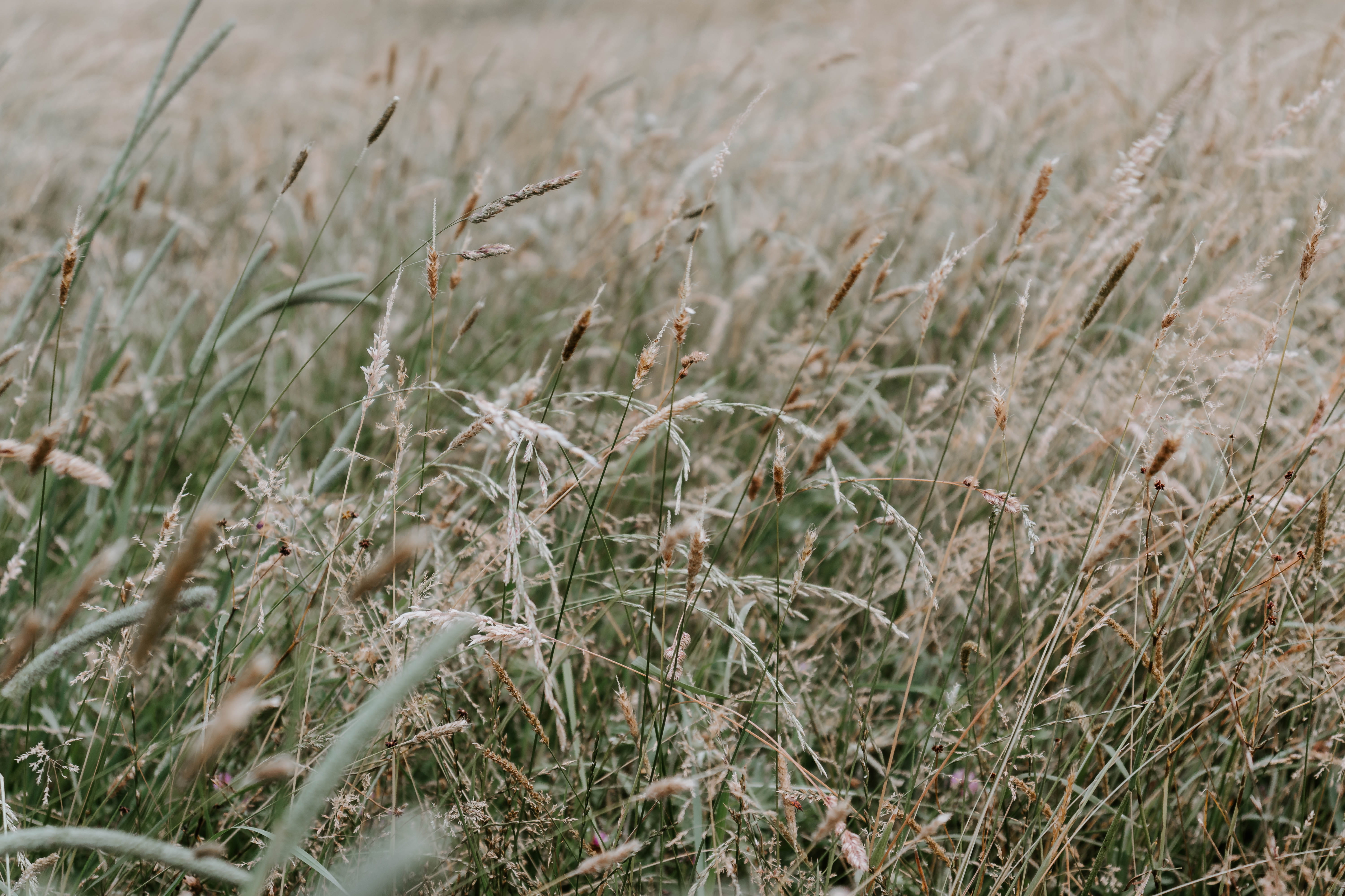 corn, farm, meadow, plant, tranquility, 5K, weed, selective focus, green, food, green color, growth, grain, grass, nature, close-up, brown, rural scene, HD Wallpaper