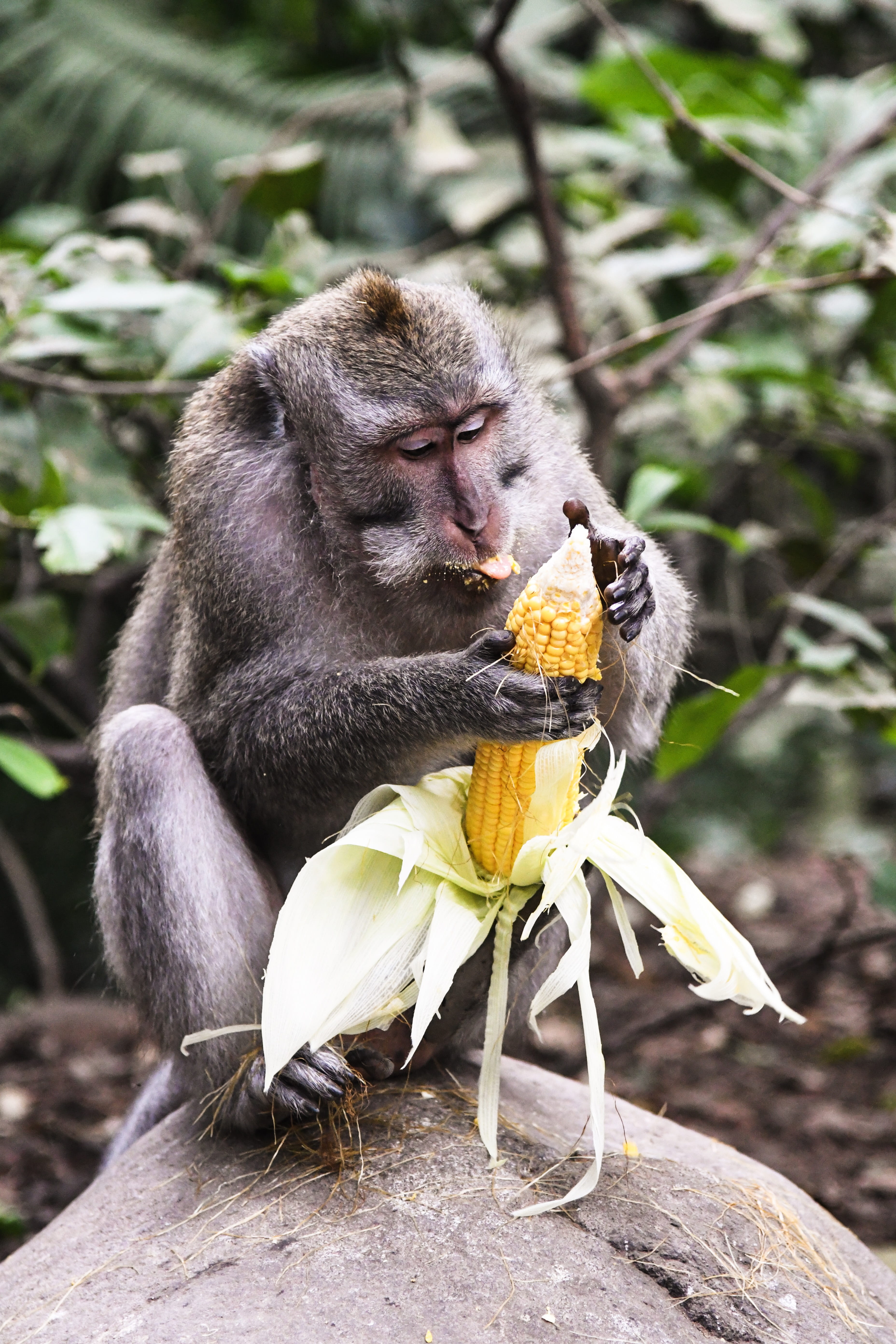 vertebrate, nature, eat, no people, fur, animal wildlife, monkey, flower, focus on foreground, 5K, one animal, grain, woodland, fruit, hand, holding, wildlife, Phone HD Wallpaper
