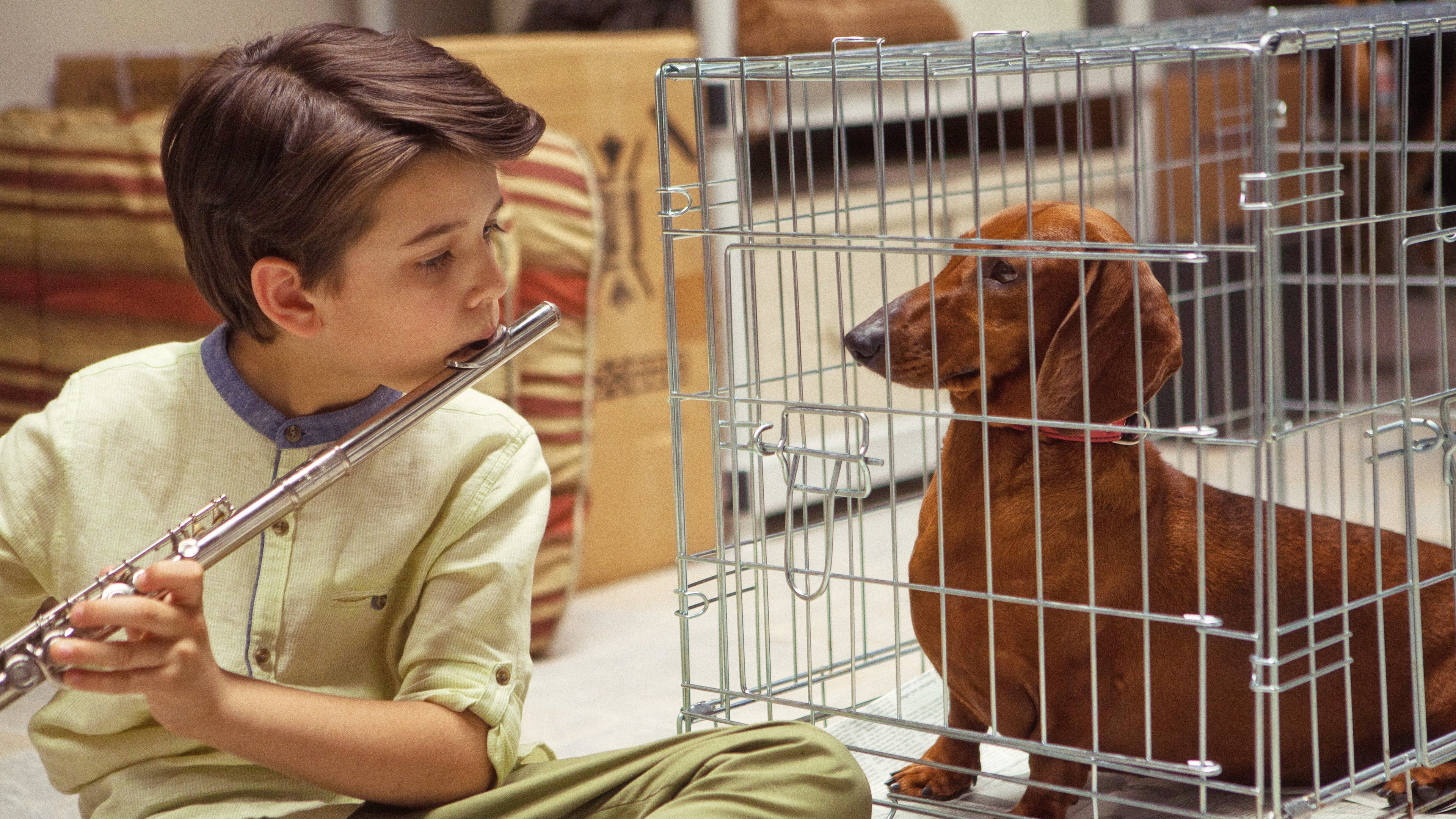 dog, boys, boy, people, learning, lifestyles, 2016, s, domestic animals, pets, holding, blue, sherwani, one Person, one animal, women, keaton nigel cooke, HD Wallpaper