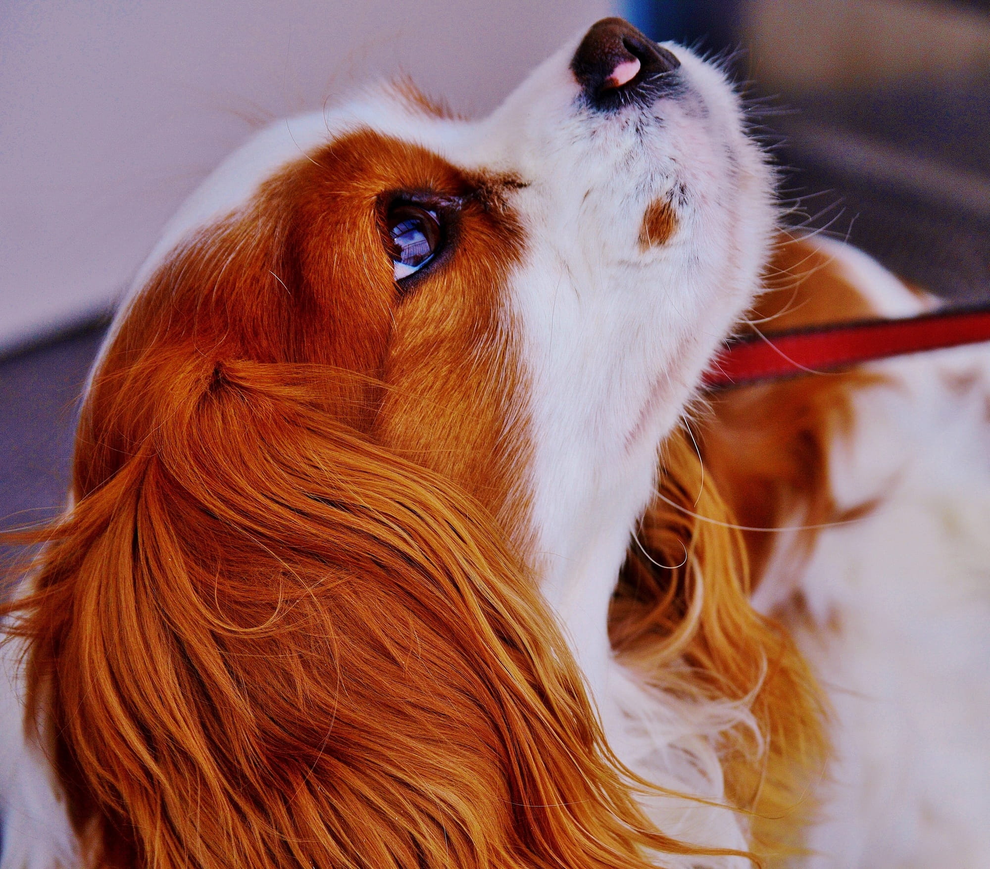 indoors, pet, funny, 1080P, coated, looking away, focus on foreground, domestic, vertebrate, no people, hair, canine, cavalier king charles spaniel, animal hair, HD Wallpaper
