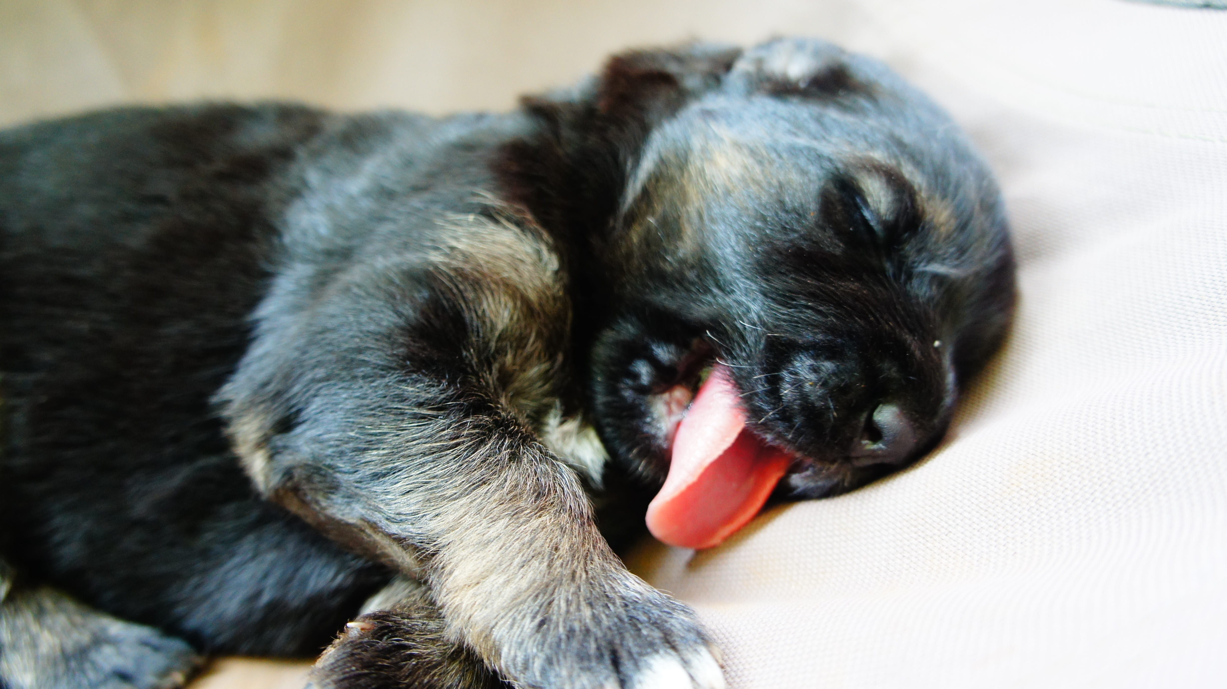 pets, 4K, facial expression, canine, yawning, animal themes, laying, mouth open, sweet, funny, mammal, no people, brown, cute, love, puppy, bed, black and brown, HD Wallpaper